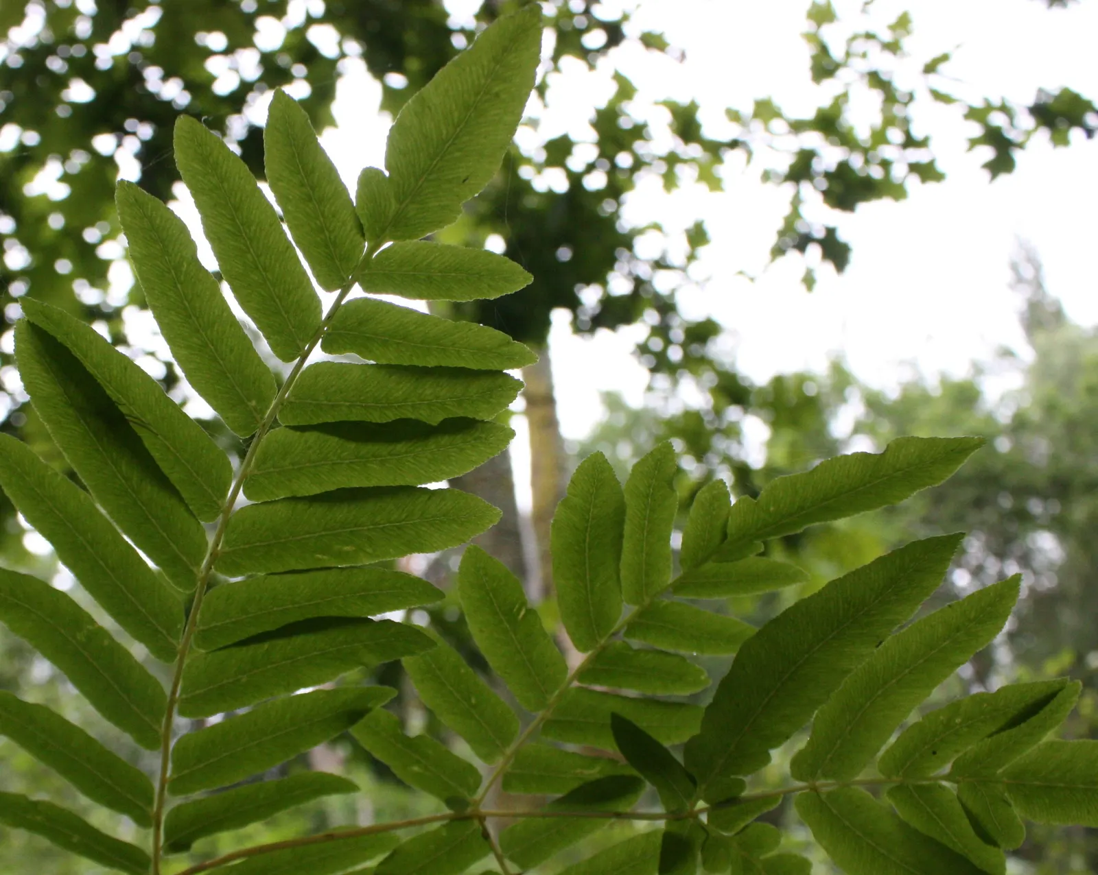 Royal Fern (Osmunda Regalis) — rusty-brown spore-bearing pinnae located at the tip; making it a perfect addition for woodland gardens or alongside, image 100
