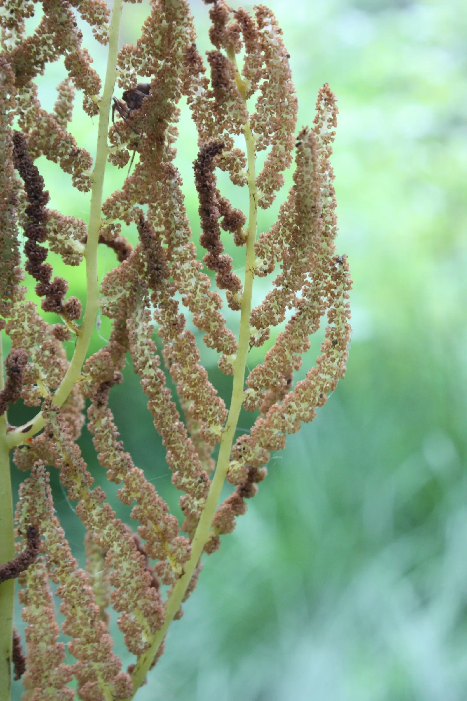 Royal Fern (Osmunda Regalis) — preferring consistently moist; it reaches a height of 2-3 feet with fronds unrolling to 5-6 feet, image 101