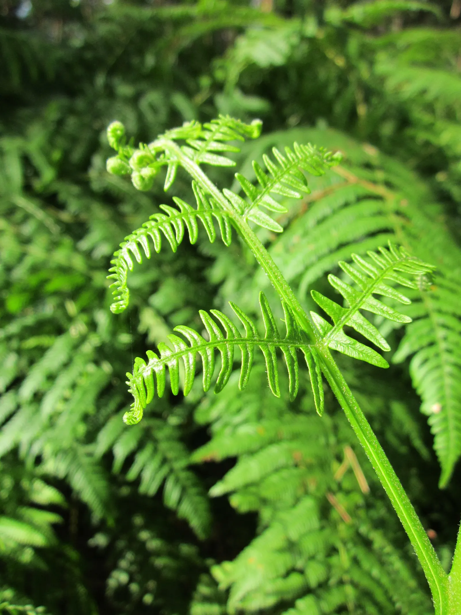 Royal Fern (Osmunda Regalis) — which unfurl in a bright chartreuse hue before maturing to a deep; ancient greenery that has adorned the earth for millions of
