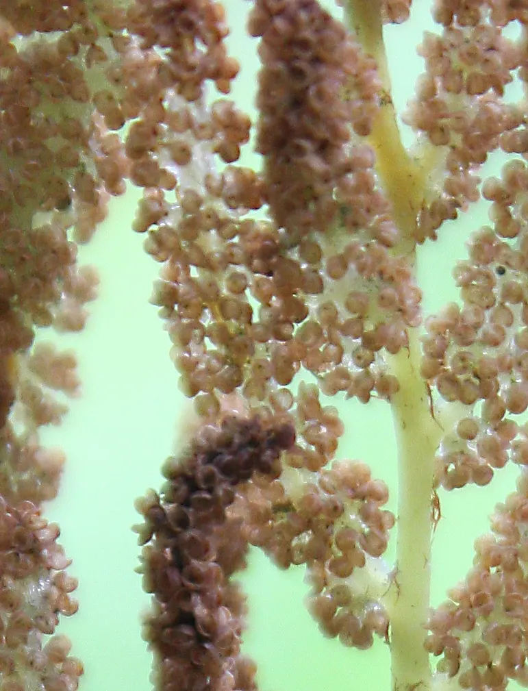 Royal Fern (Osmunda Regalis) — rusty-brown spore-bearing pinnae located at the tip; making it a perfect addition for woodland gardens or alongside, image 82
