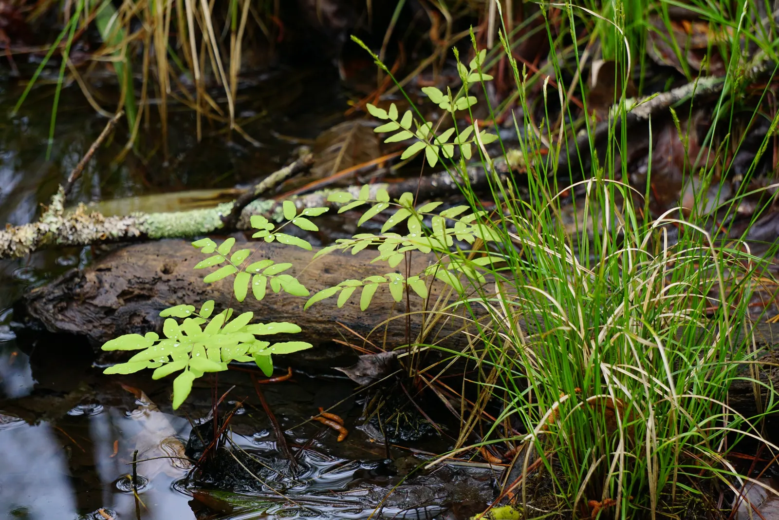 Royal Fern (Osmunda Regalis) — This regal fern can attain a height of 2 to 3 feet and a spread of 2 to 3 feet; rusty-brown spore-bearing pinnae, image 79