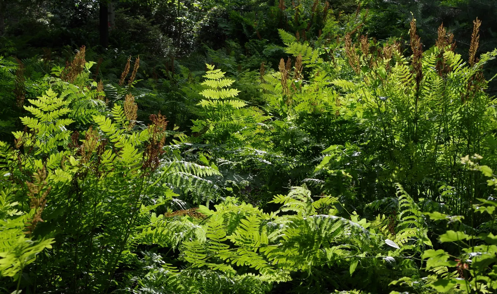 Royal Fern (Osmunda Regalis) — with no serious pest or disease issues to be concerned about; it flourishes in dappled shade to full shade conditions, image 87