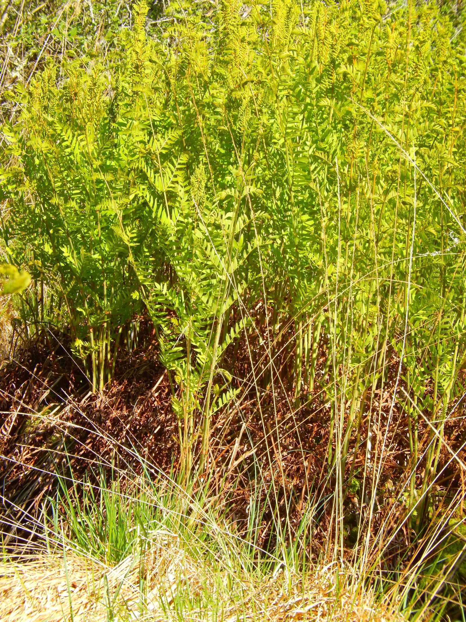 Royal Fern (Osmunda Regalis) — ancient greenery that has adorned the earth for millions of years; which unfurl in a bright chartreuse hue before, image 89