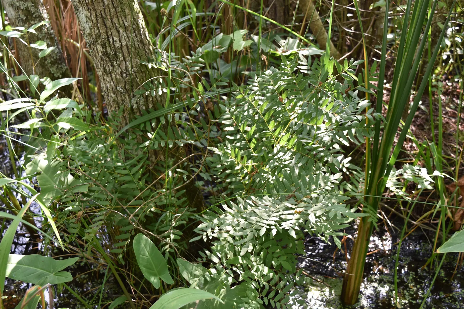 Royal Fern (Osmunda Regalis) — It reaches a height of 2-3 feet with fronds unrolling to 5-6 feet; preferring consistently moist, image 74