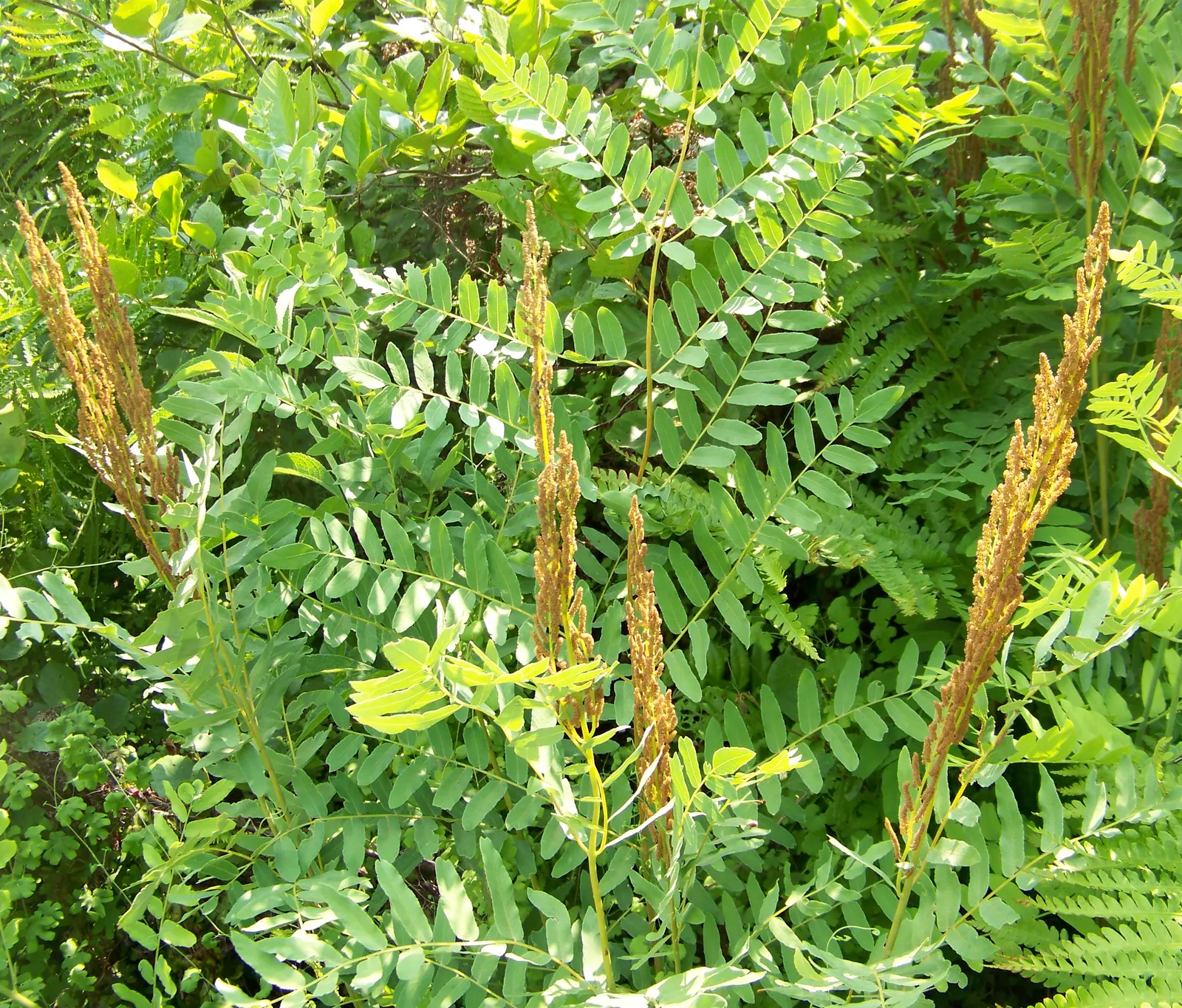 Royal Fern (Osmunda Regalis) — This fern requires minimal maintenance