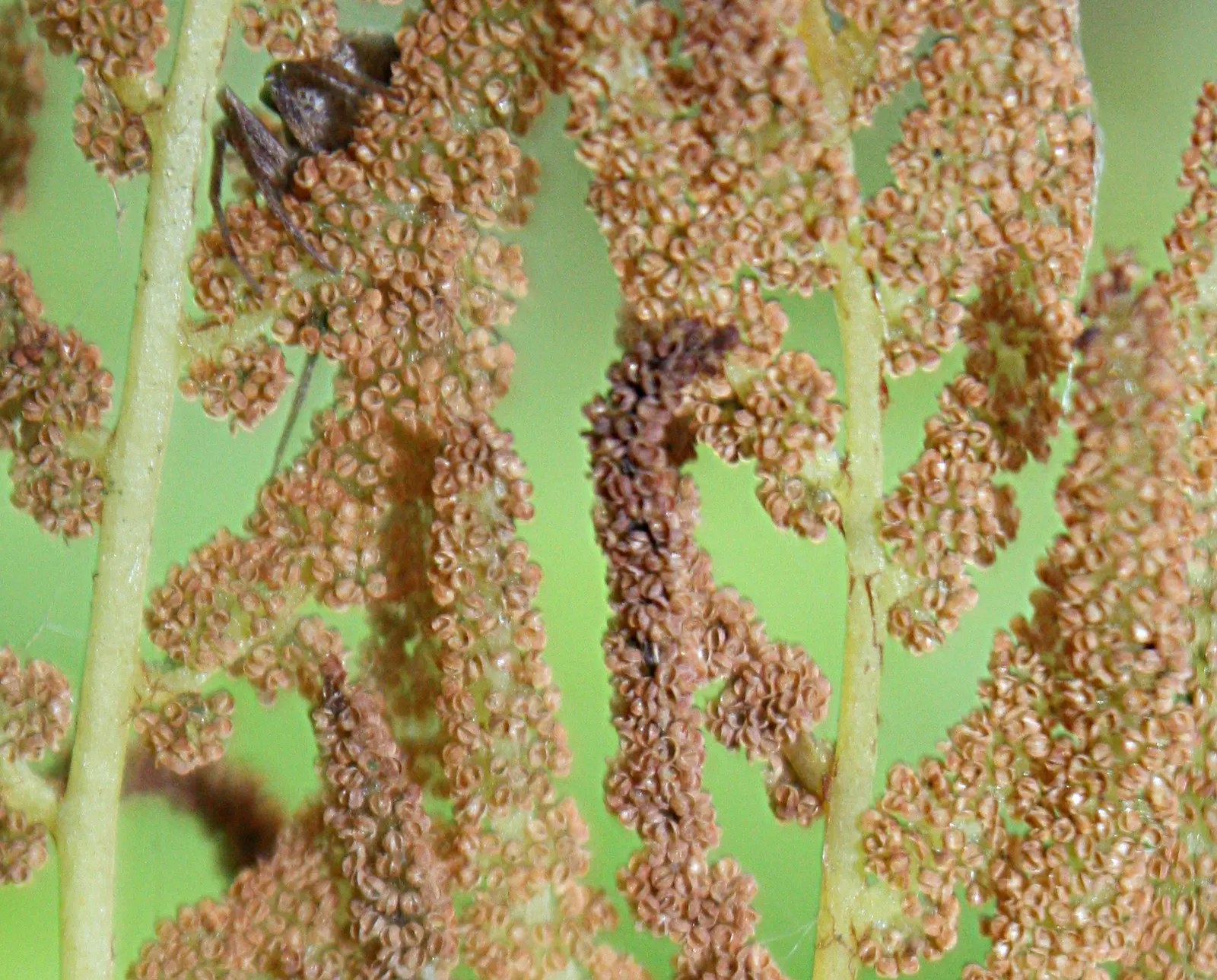 Royal Fern (Osmunda Regalis) — fern for deep shade or shade; with no serious pest or disease issues to be concerned about, image 90