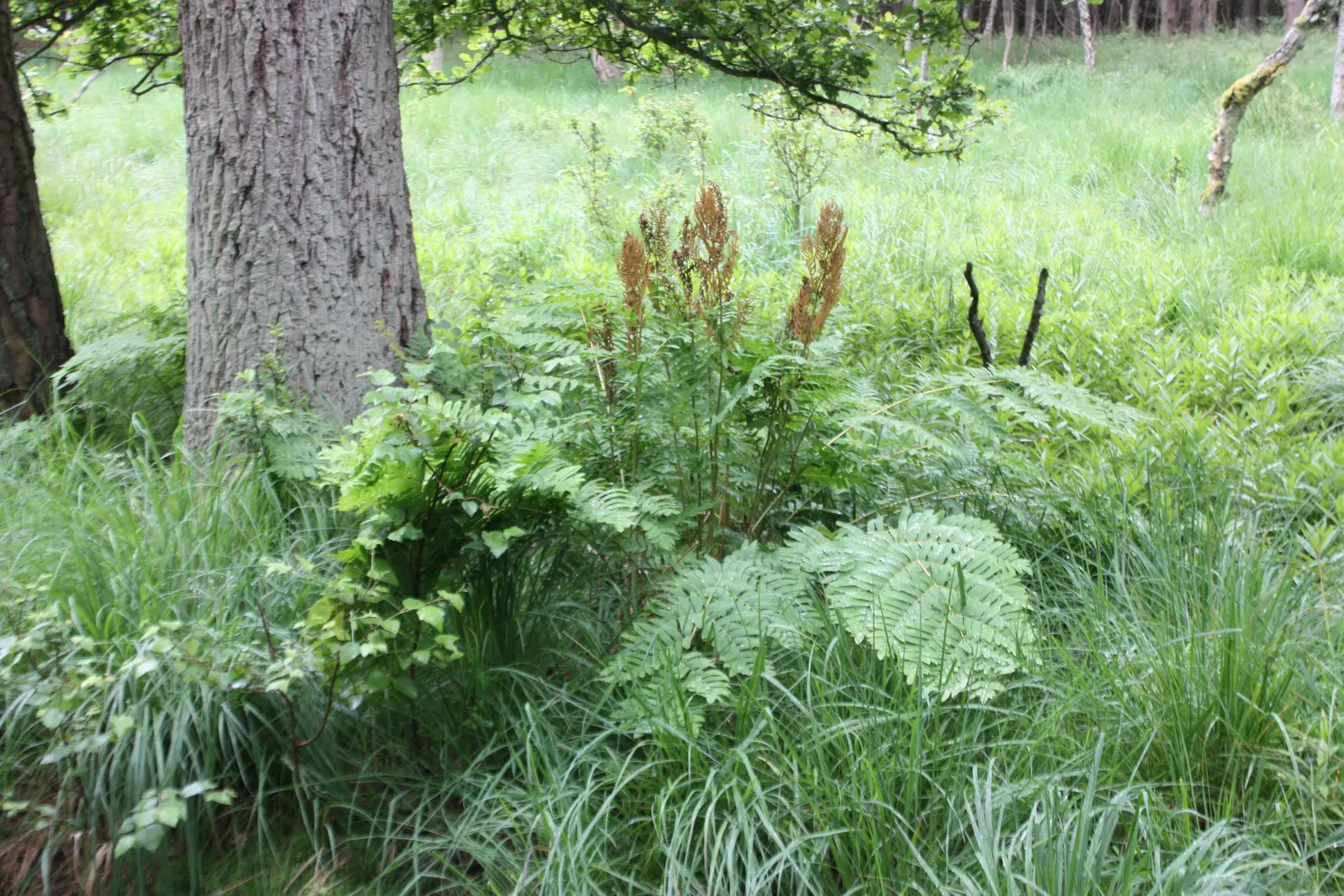 Royal Fern (Osmunda Regalis) — is a remarkable and stately fern species that exudes an aura of elegance and grandeur in any landscape design; the, image 42