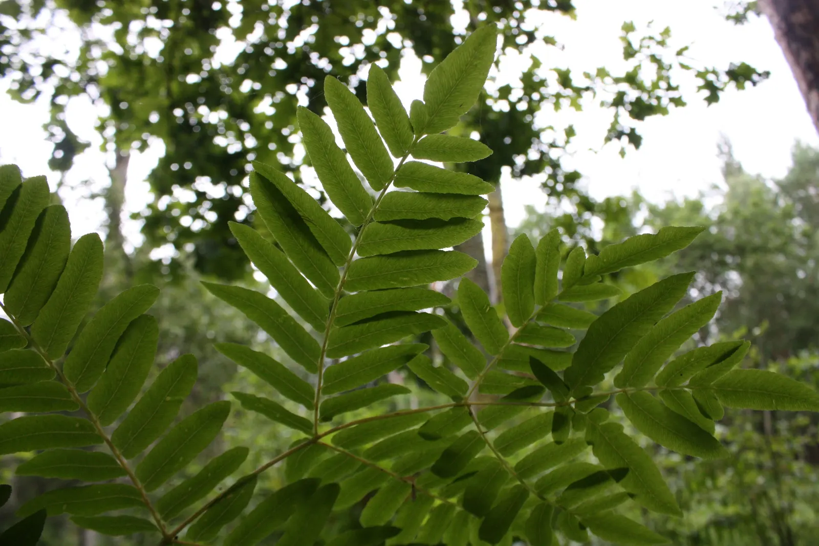 Royal Fern (Osmunda Regalis) — This fern requires minimal maintenance; ideal for woodland gardens, it adds a regal touch to shade gardens and, image 50