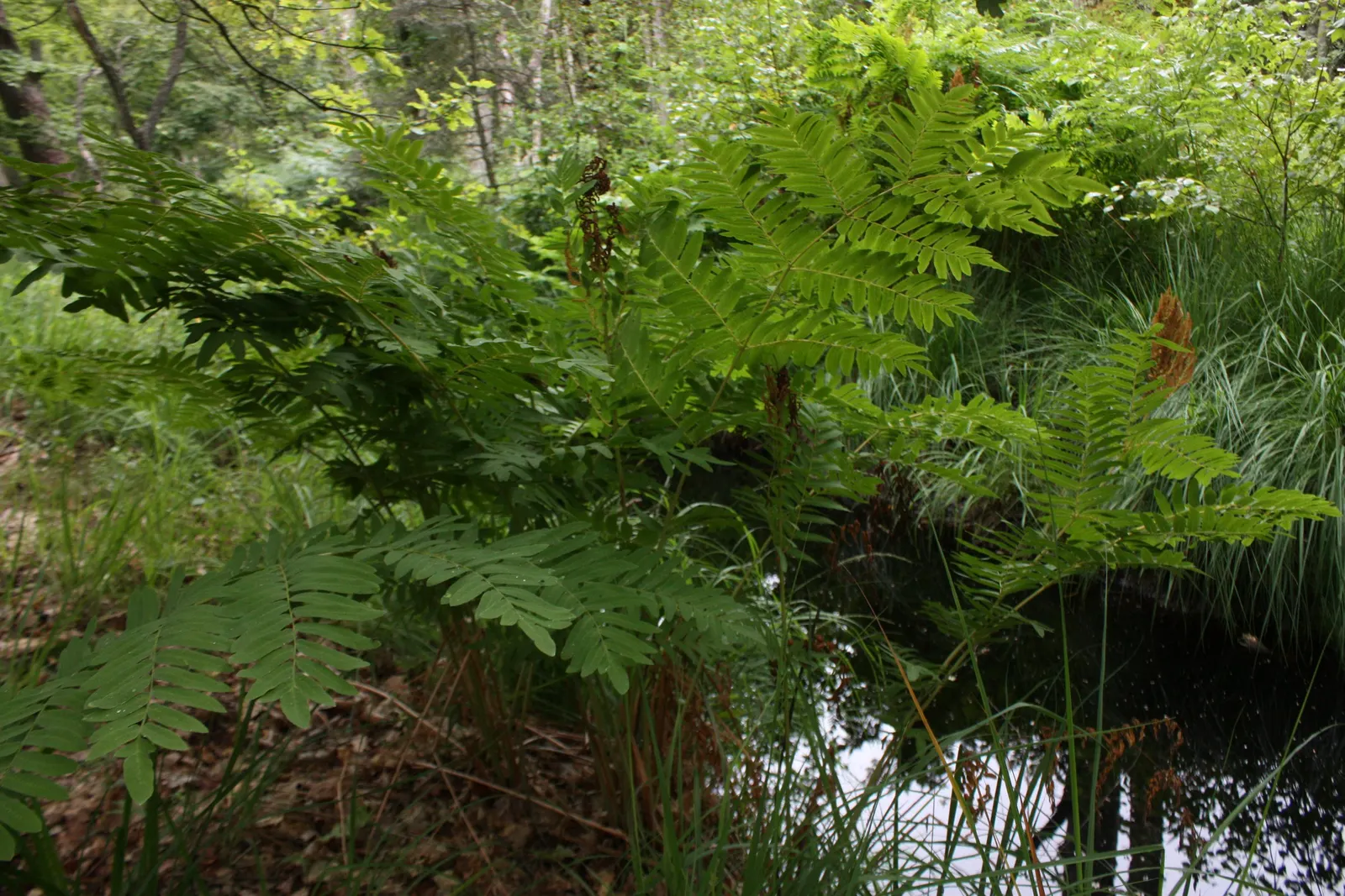 Royal Fern (Osmunda Regalis) — The Royal Fern, Osmunda regalis, renowned for its majestic appearance, thrives in damp, shaded areas