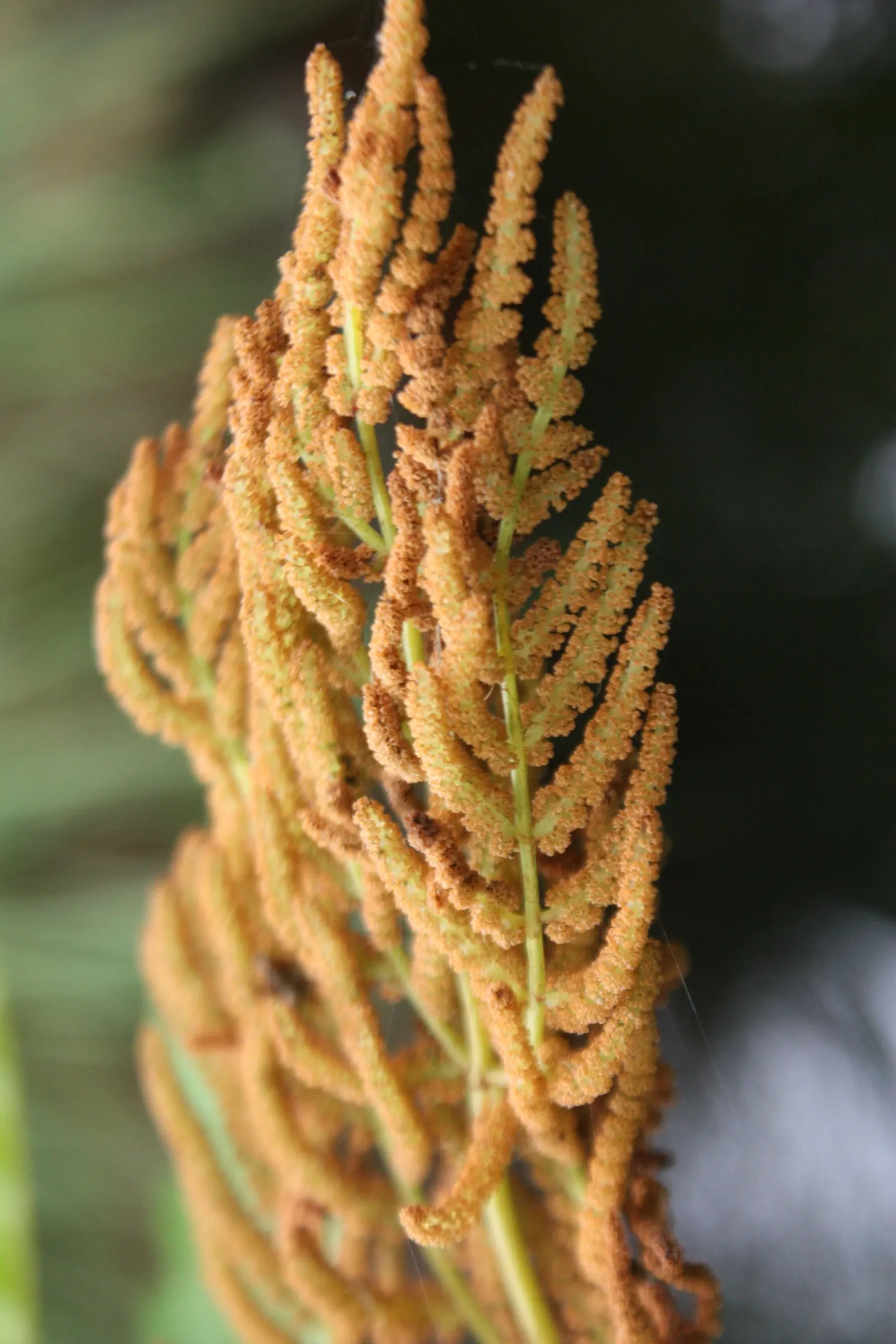 Royal Fern (Osmunda Regalis) — rusty-brown spore-bearing pinnae located at the tip; making it a perfect addition for woodland gardens or alongside, image 64