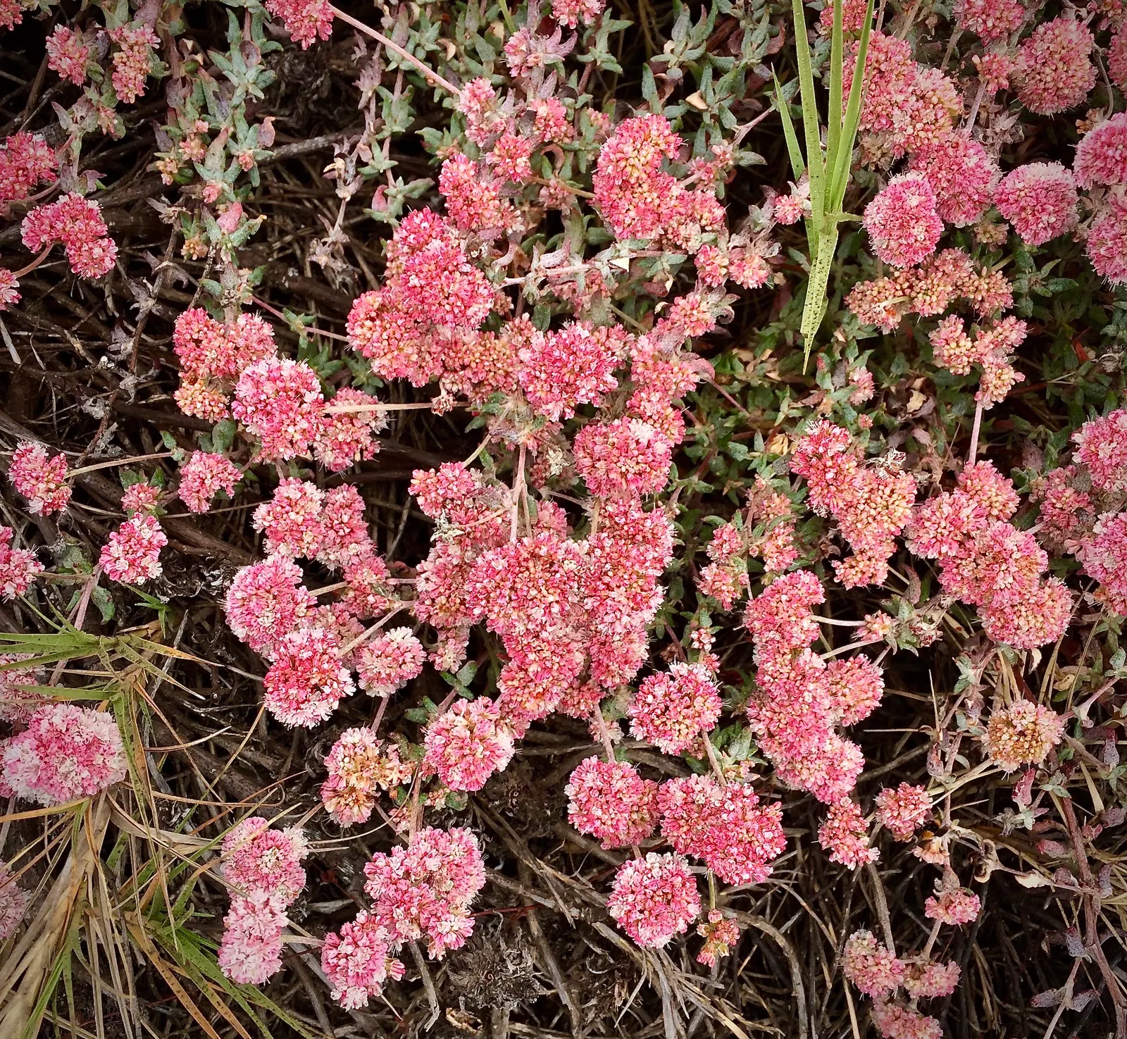 Coastal Buckwheat (Eriogonum parvifolium) — These blossoms are a magnet for pollinators; butterflies and bees are regular visitors