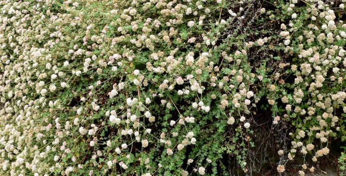 Coastal Buckwheat (Eriogonum parvifolium) — Coastal Buckwheat (Eriogonum parvifolium) is a resilient, evergreen perennial native to coastal California