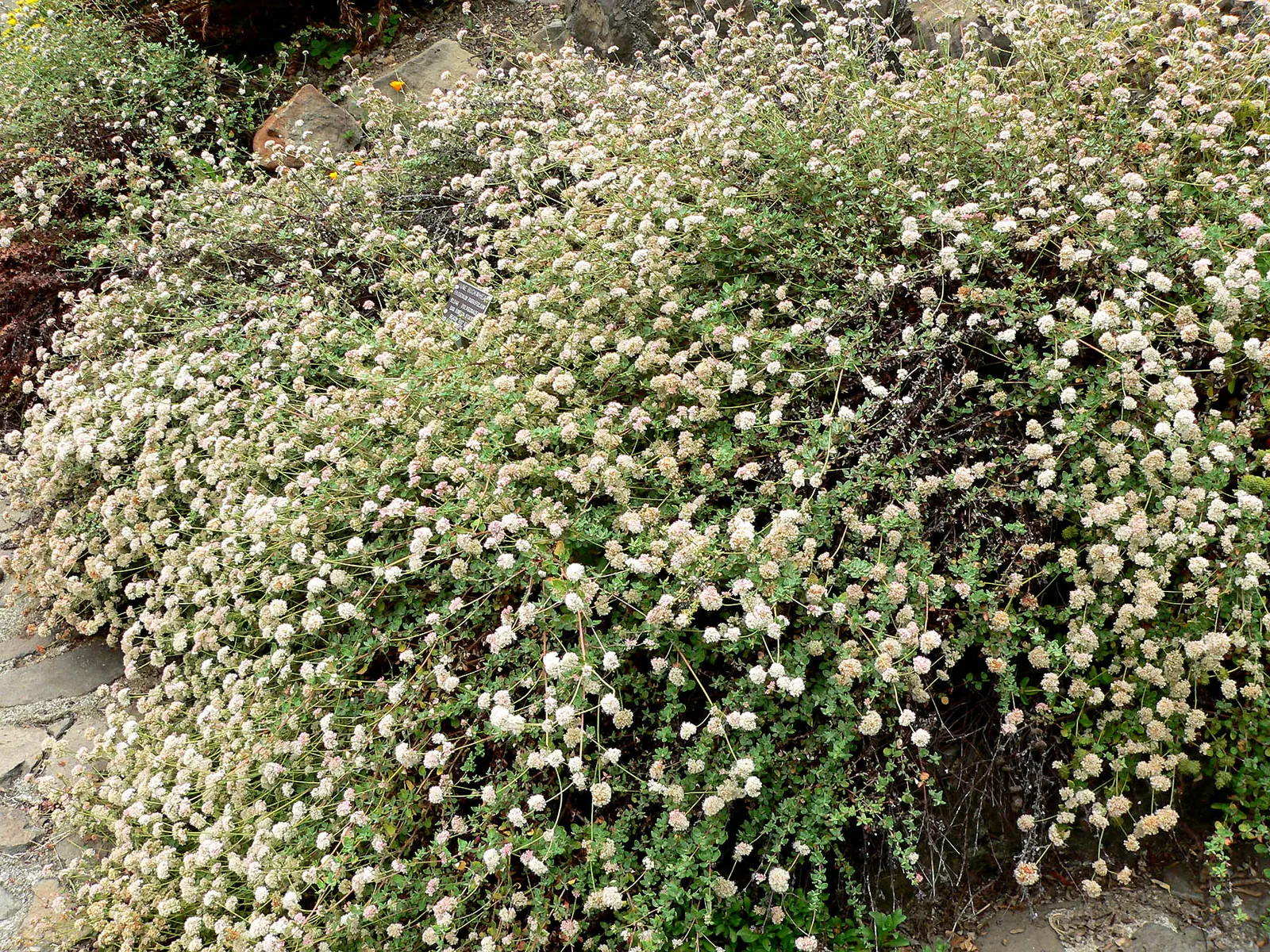 Coastal Buckwheat (Eriogonum parvifolium) — thriving in USDA zones 7-10