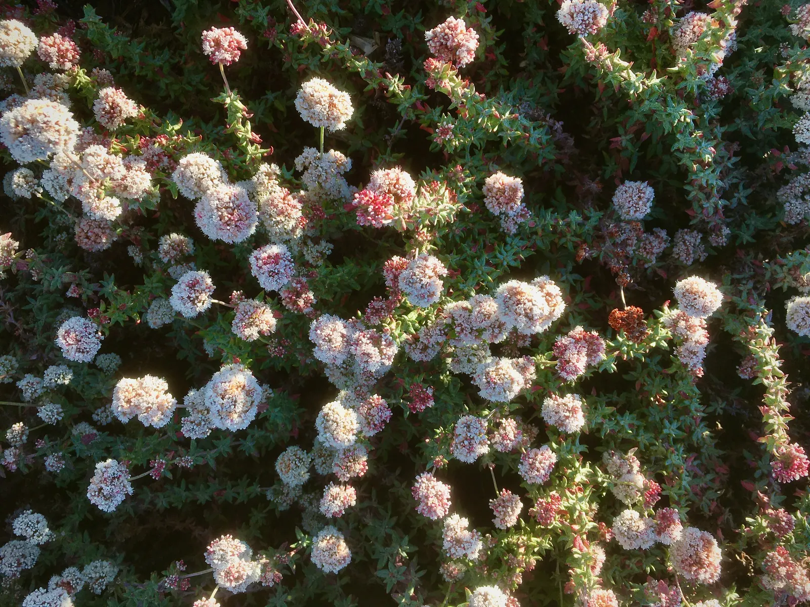 Coastal Buckwheat (Eriogonum parvifolium) — typically grows to a modest size of 1-3 feet in height