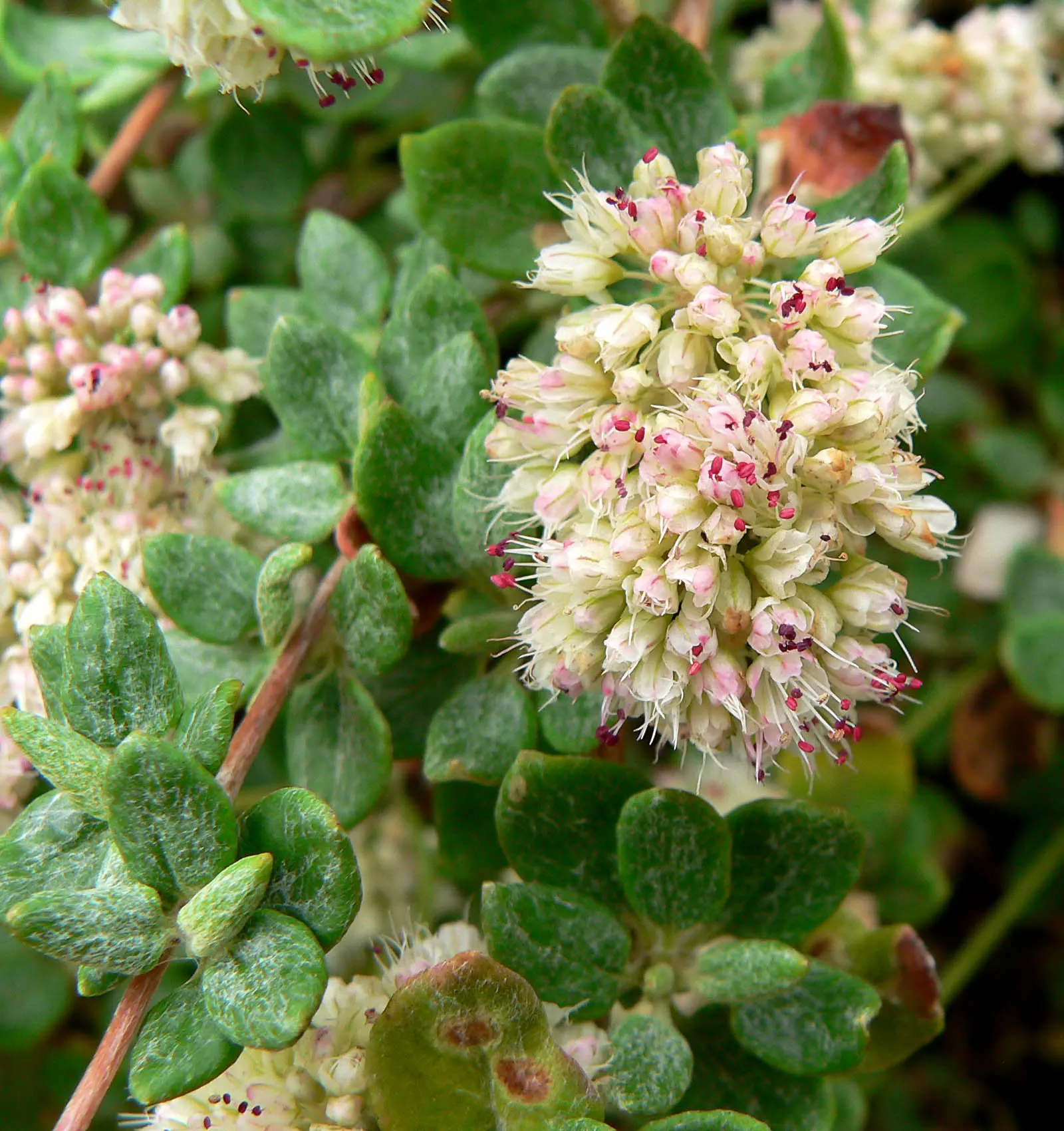 Coastal Buckwheat (Eriogonum parvifolium) — scientifically called Eriogonum parvifolium