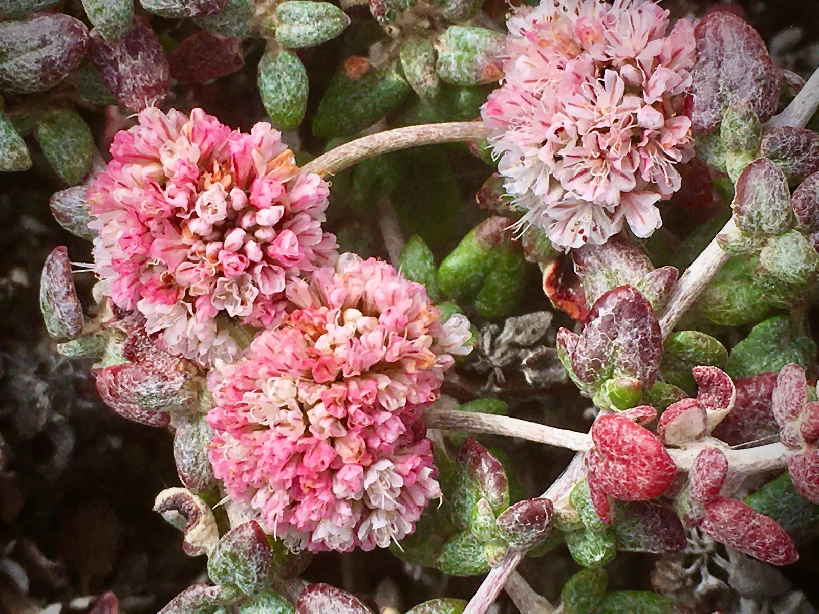 Coastal Buckwheat (Eriogonum parvifolium) — spoon-shaped green leaves and the delicate yet robust stems that lend a light
