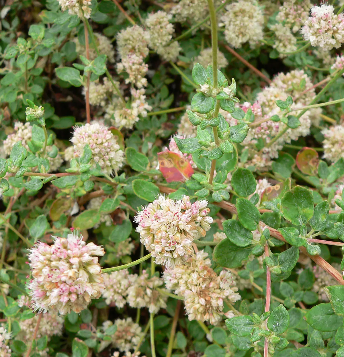 Coastal Buckwheat (Eriogonum parvifolium) — is an essential perennial shrub suitable for adding both aesthetic and ecological value to your garden design