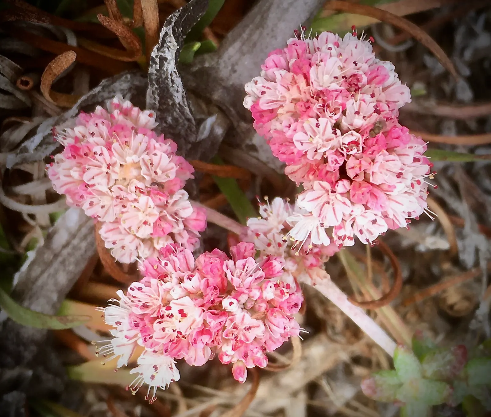 Coastal Buckwheat (Eriogonum parvifolium) — with an equivalent or slightly greater spread of 2-4 feet