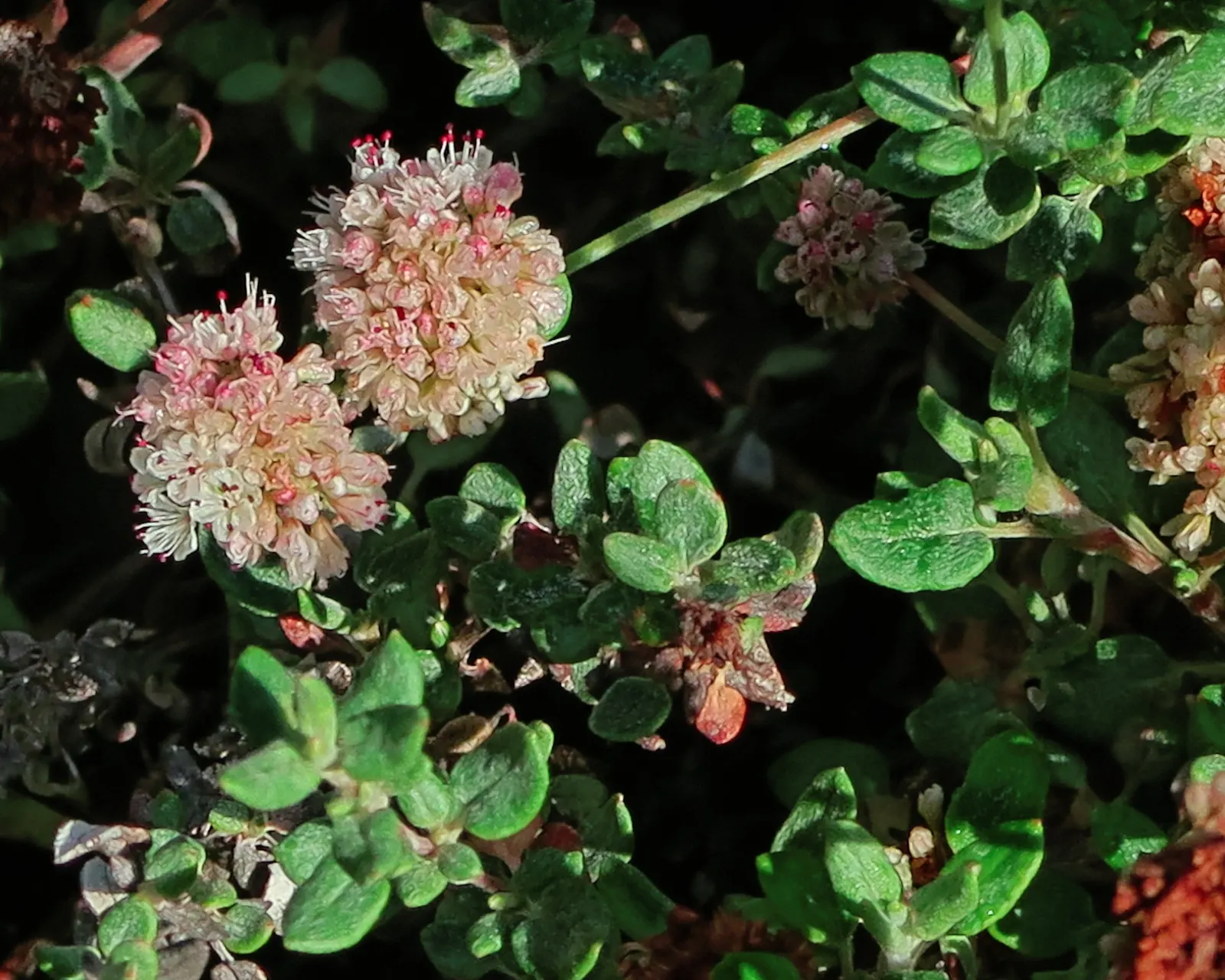 Coastal Buckwheat (Eriogonum parvifolium) — making it a versatile choice for ecological gardens