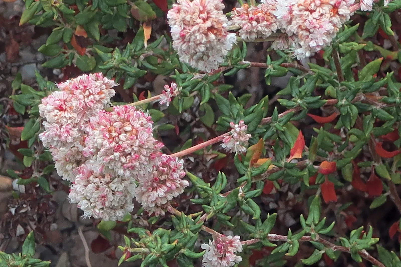 Coastal Buckwheat (Eriogonum parvifolium) — Ideal for low-maintenance landscapes