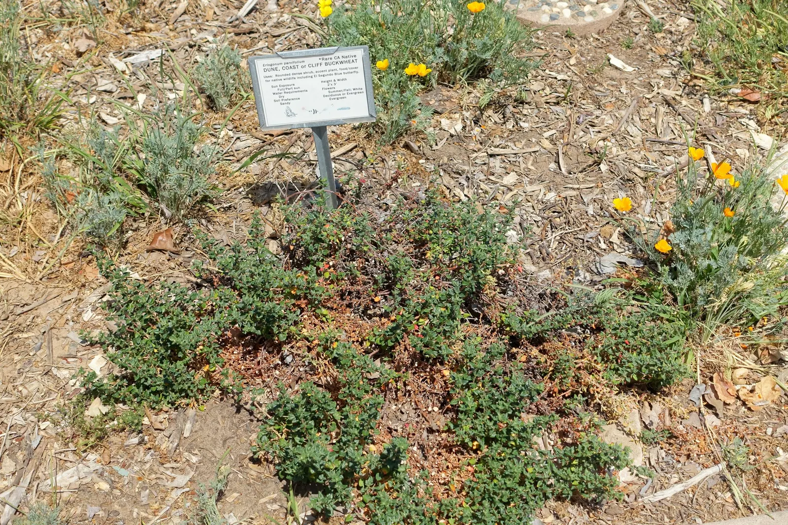 Coastal Buckwheat (Eriogonum parvifolium) — It reaches a mature height of 1-2 feet and spreads 2-3 feet wide