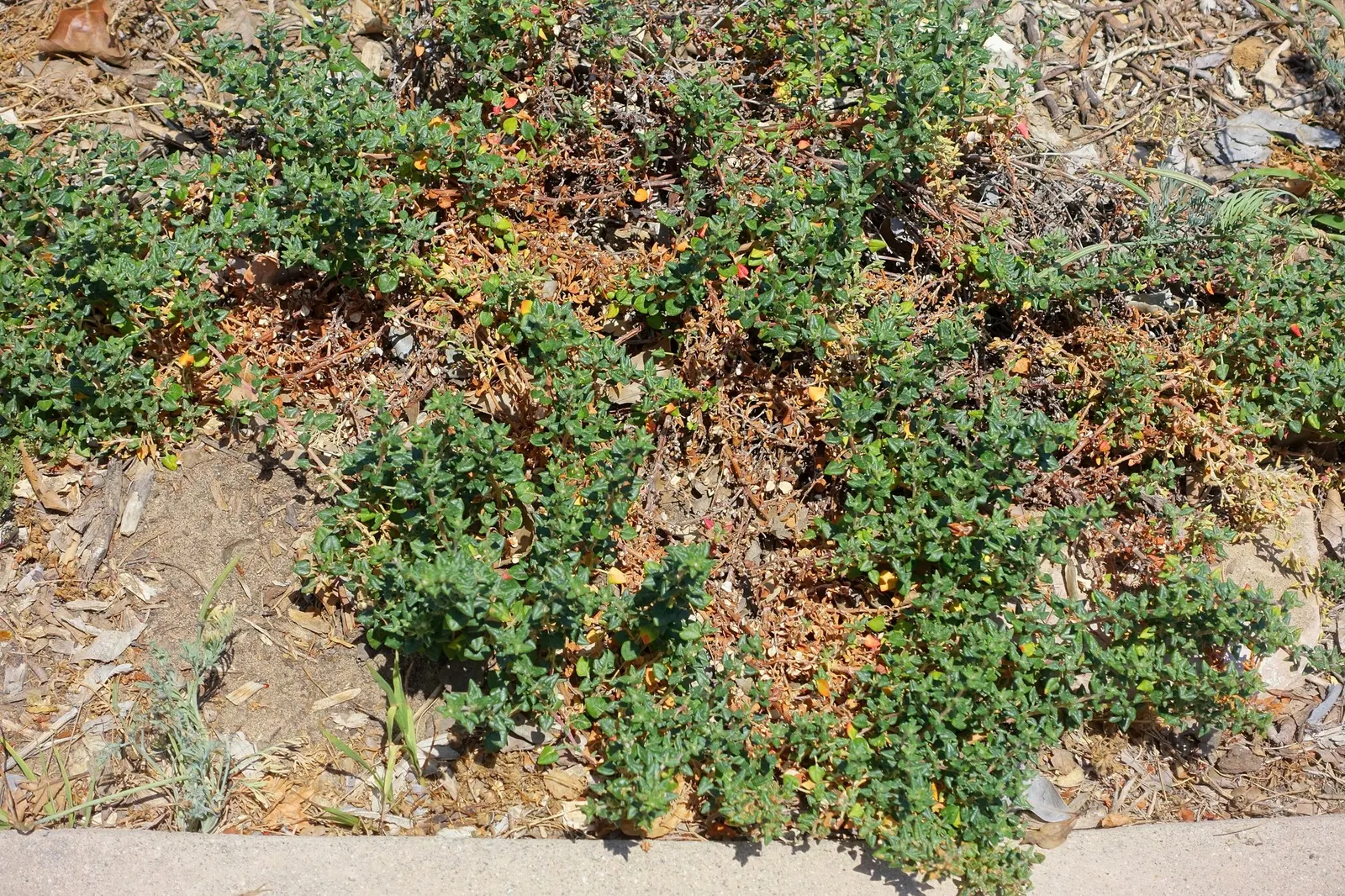 Coastal Buckwheat (Eriogonum parvifolium) — making it ideal for coastal conditions or water-wise gardens