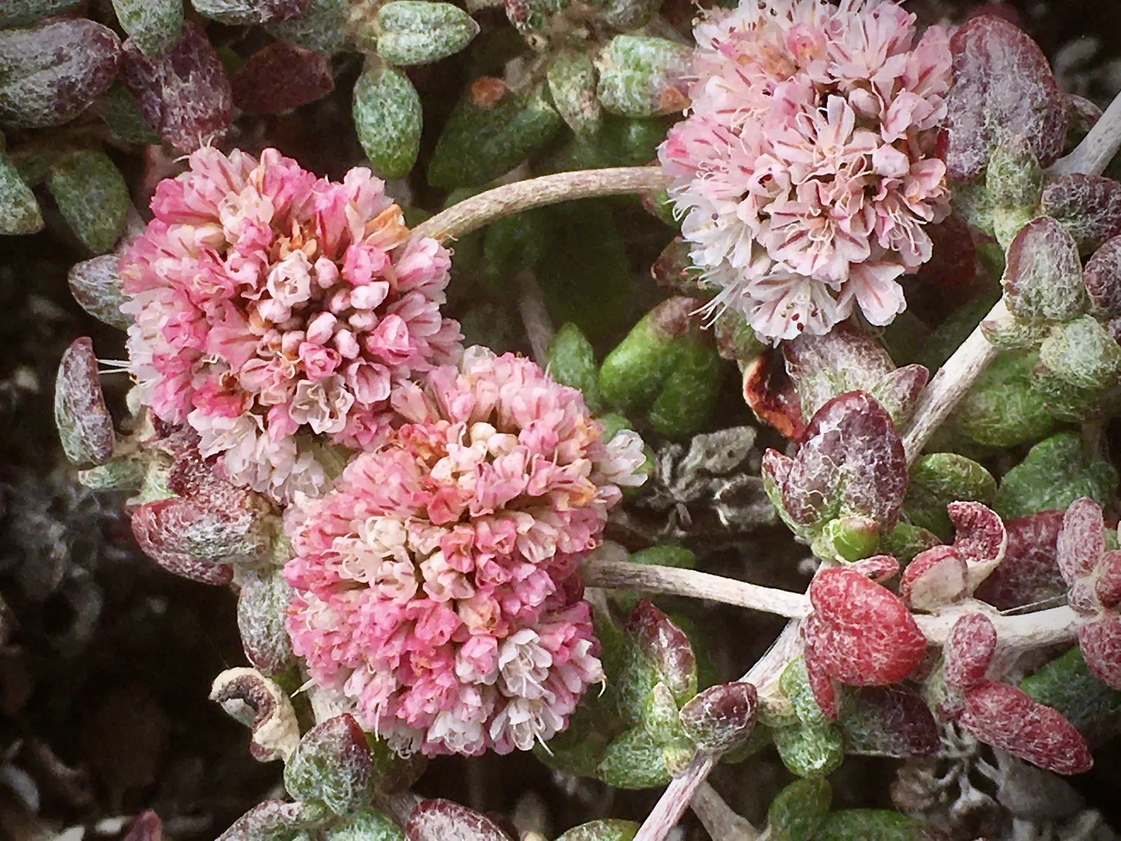 Coastal Buckwheat (Eriogonum parvifolium) — consider mass plantings for a dramatic effect or use it as a border plant