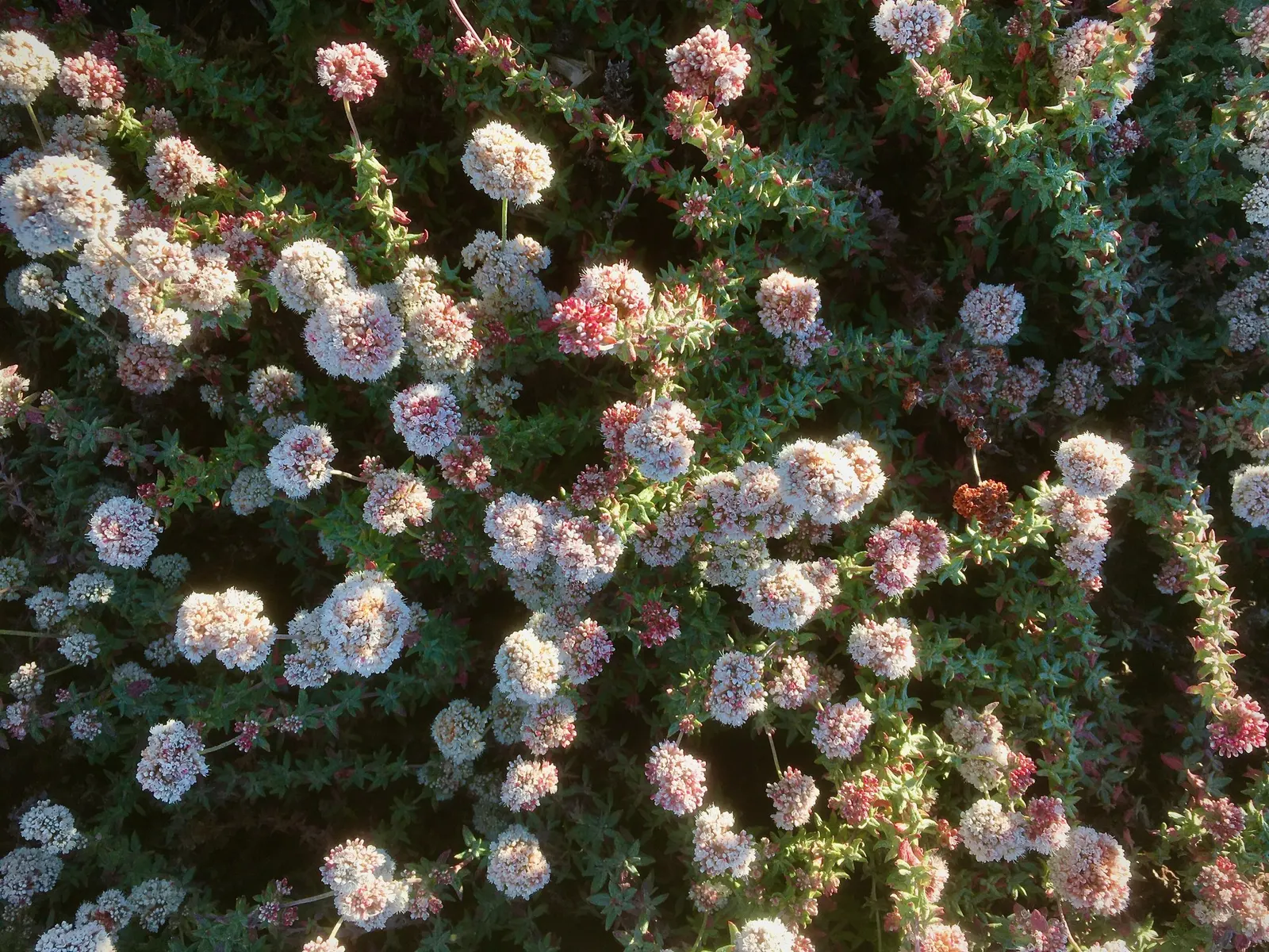 Coastal Buckwheat (Eriogonum parvifolium) — making it a low-maintenance option for clients.<br><br>When designing