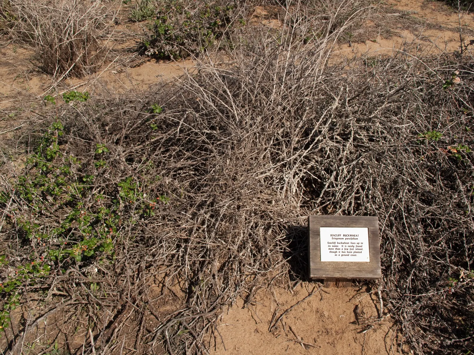 Coastal Buckwheat (Eriogonum parvifolium) — requiring minimal care once established