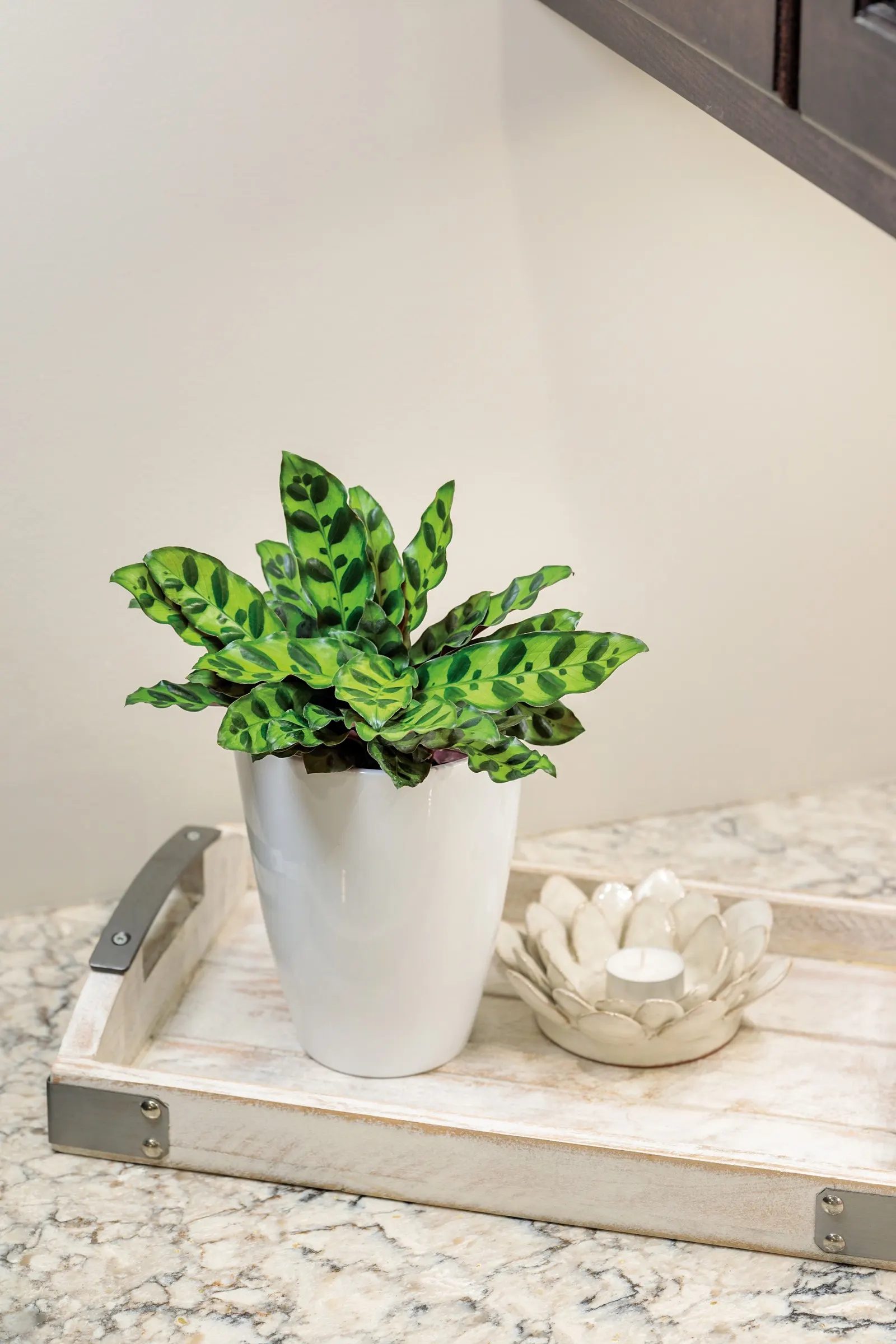 Insignis Rattlesnake Plant (Calathea lancifolia) — The Calathea lancifolia is a tropical houseplant with wavy