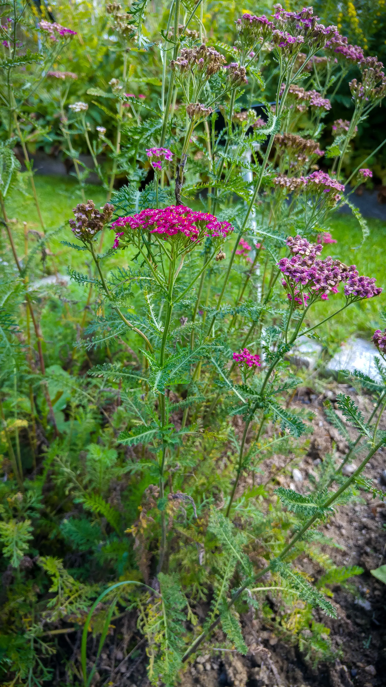 Cerise Queen Common Yarrow (Achillea Millefolium 'Cerise Queen') — deep-pink color to any landscape