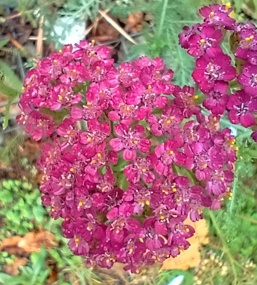 Cerise Queen Common Yarrow (Achillea Millefolium 'Cerise Queen') — it's an excellent choice for adding color to borders and attracting pollinators