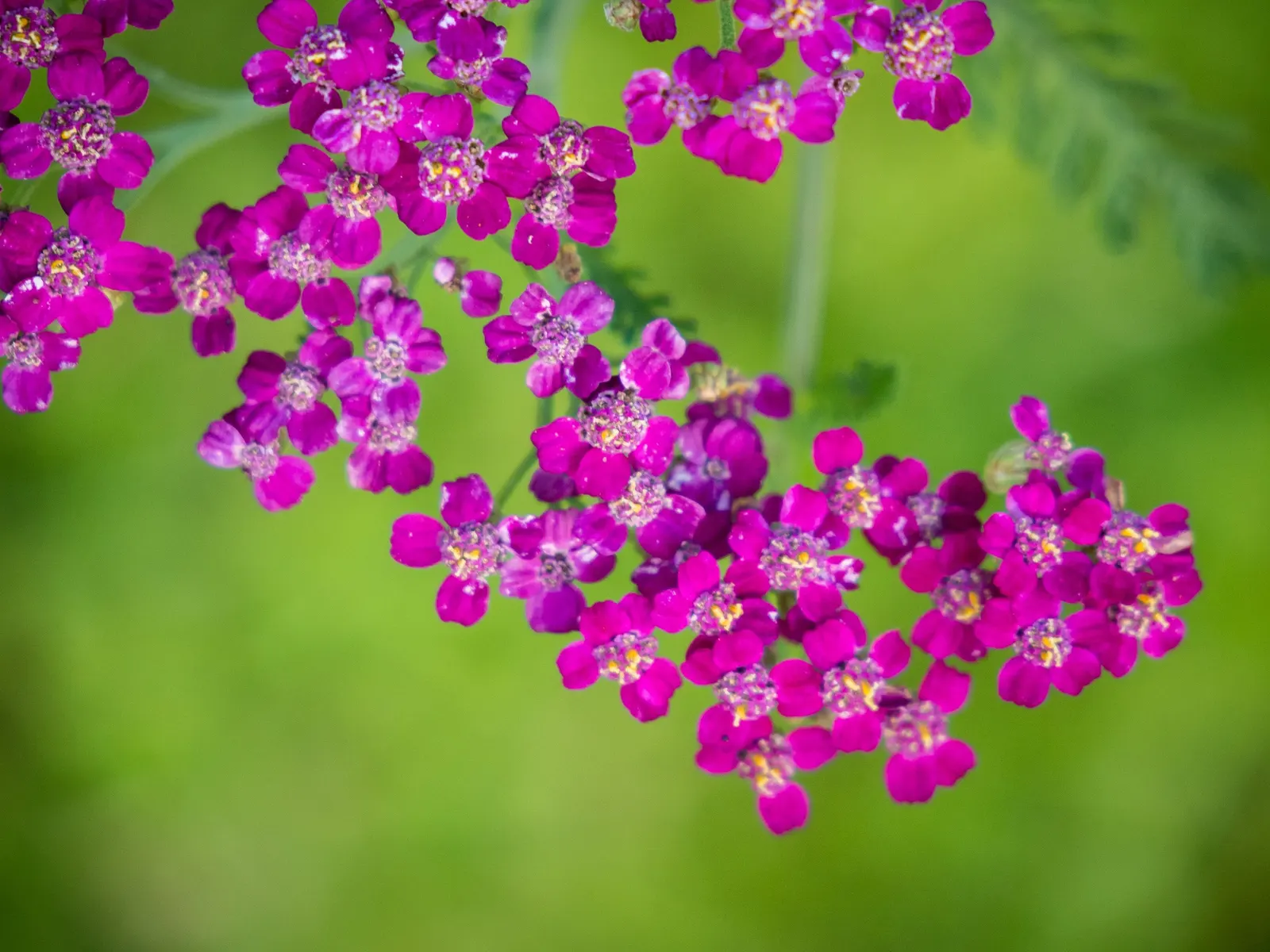 Cerise Queen Common Yarrow (Achillea Millefolium 'Cerise Queen') — making it an ideal choice for mid-border plantings or as a colorful ground