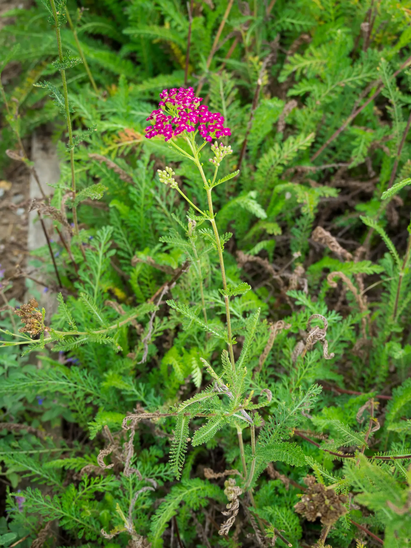 Cerise Queen Common Yarrow (Achillea Millefolium 'Cerise Queen') — Each Cerise Queen can grow to an approximate height of 18 to 24 inches with a similar spread