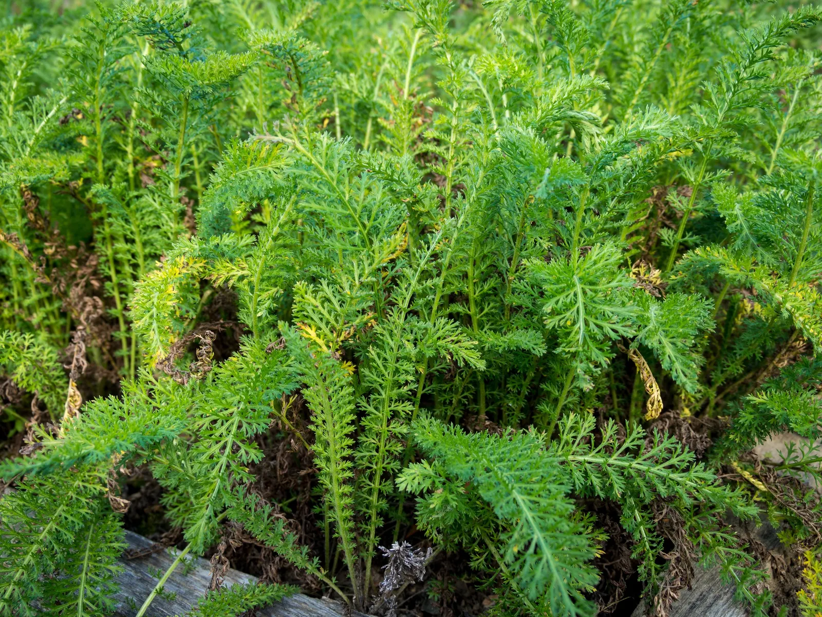 Cerise Queen Common Yarrow (Achillea Millefolium 'Cerise Queen') — The plant is exceptionally drought-tolerant once established