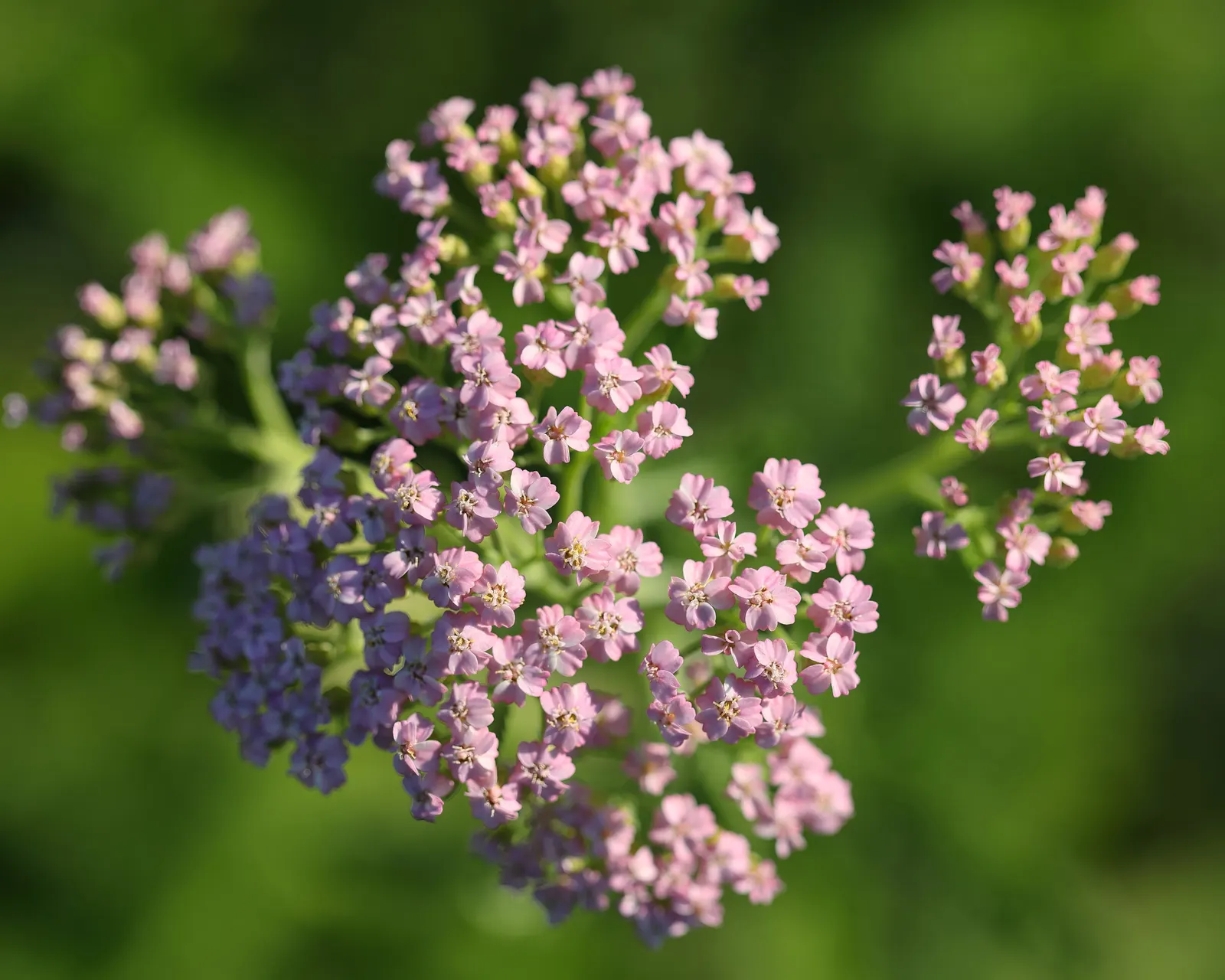 Cerise Queen Common Yarrow (Achillea Millefolium 'Cerise Queen') — scientifically known as Achillea millefolium 'Cerise Queen'