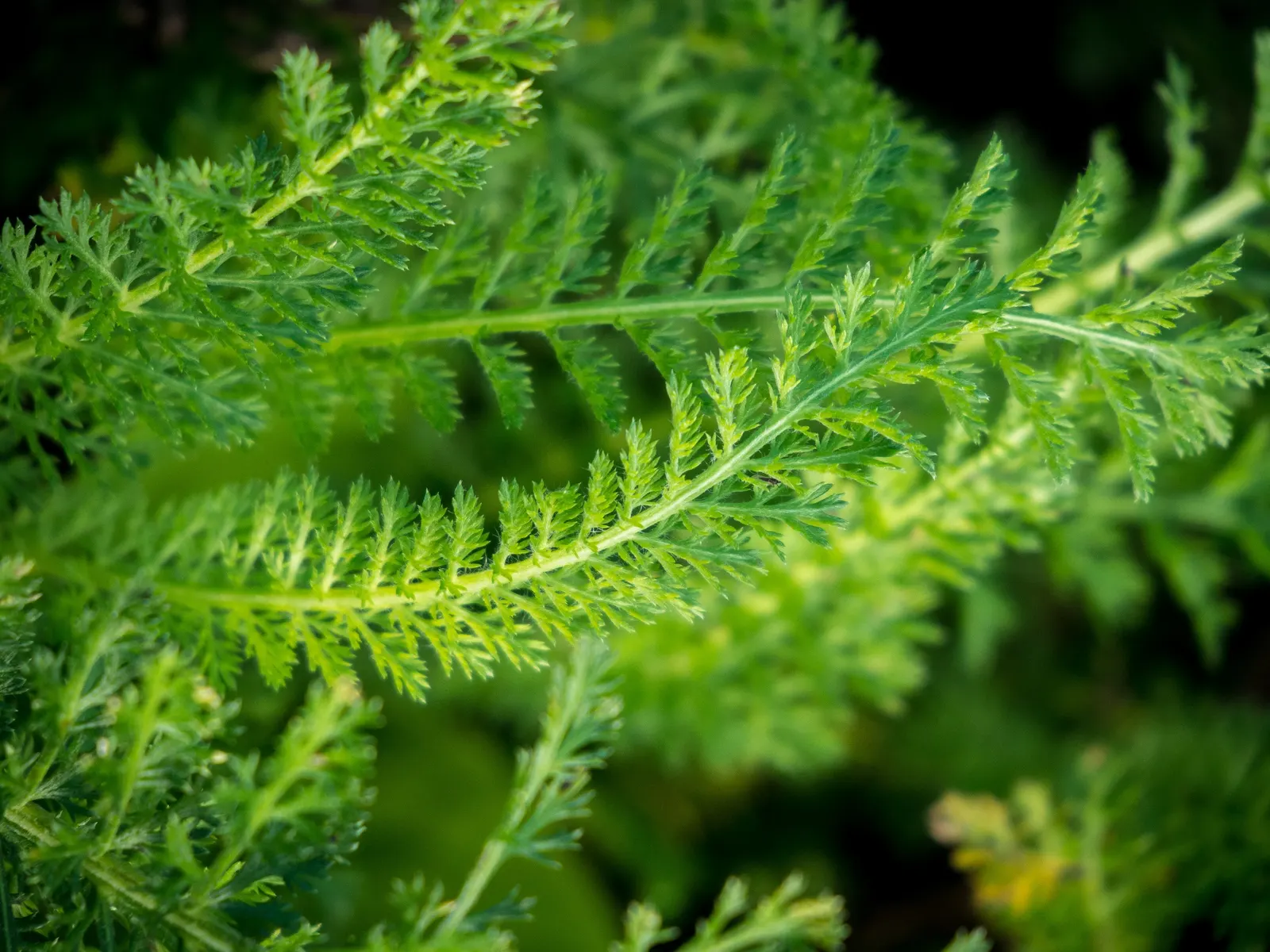 Cerise Queen Common Yarrow (Achillea Millefolium 'Cerise Queen') — is a robust addition to your garden design