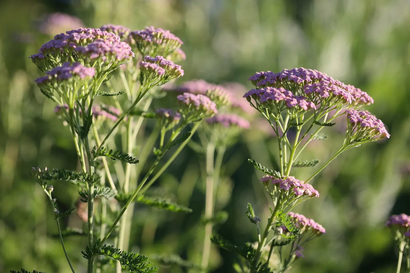 Cerise Queen Common Yarrow (Achillea Millefolium 'Cerise Queen') — This drought-tolerant yarrow variety stands 18-24 inches tall and spreads up to 24 inches