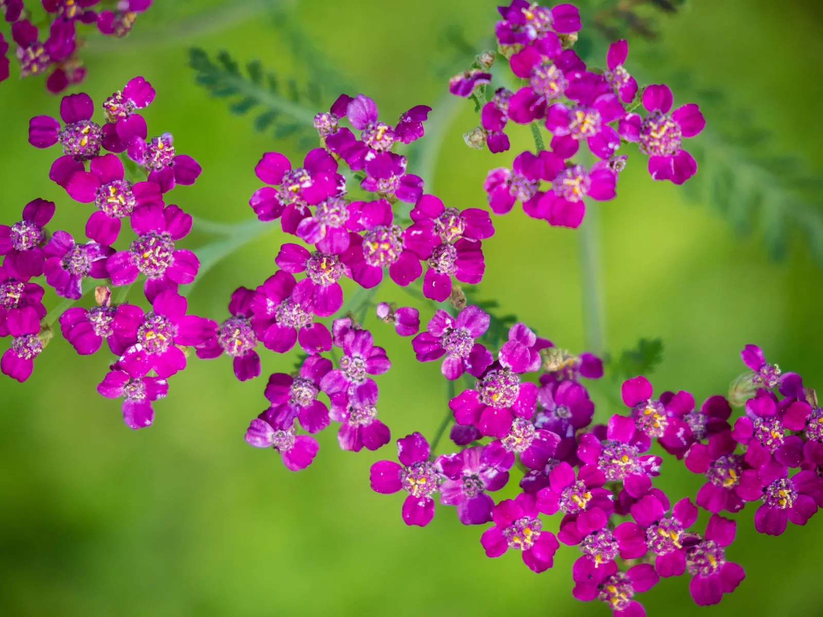 Cerise Queen Common Yarrow (Achillea Millefolium 'Cerise Queen') — typically reaching their peak from June to September