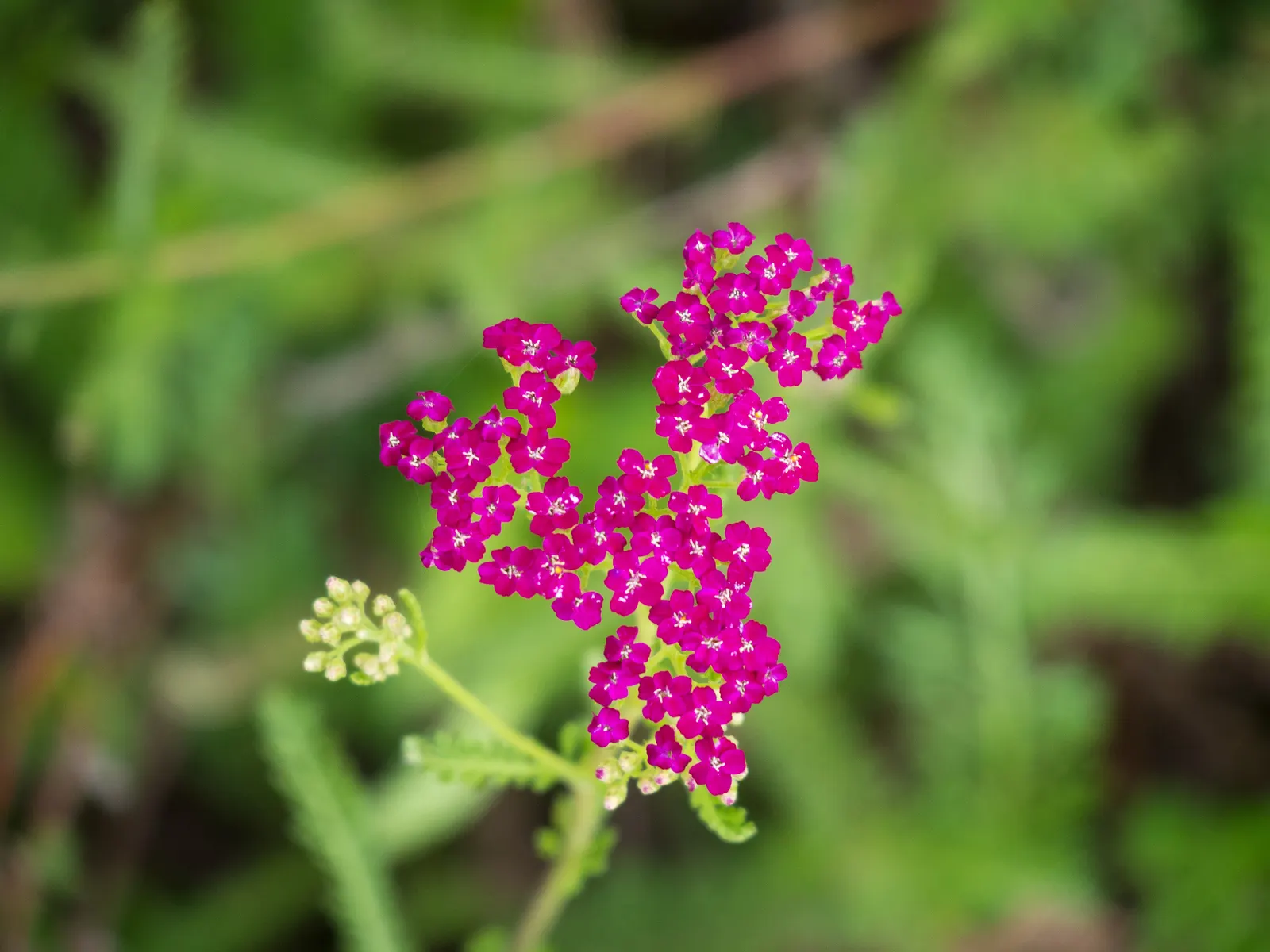 Cerise Queen Common Yarrow (Achillea Millefolium 'Cerise Queen') — vividly-hued flowers make a striking impact from midsummer through early fall