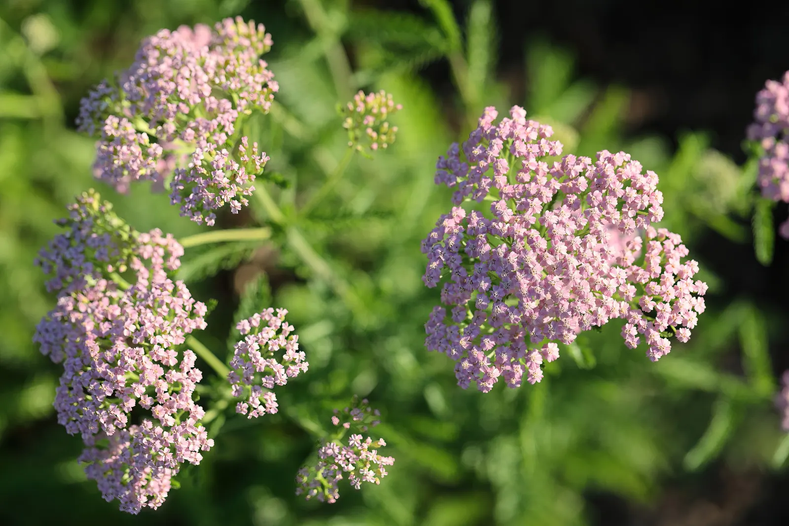 Cerise Queen Common Yarrow (Achillea Millefolium 'Cerise Queen') — Hardy in zones 3-9, 'Cerise Queen' is also valued for its easy care and medicinal properties