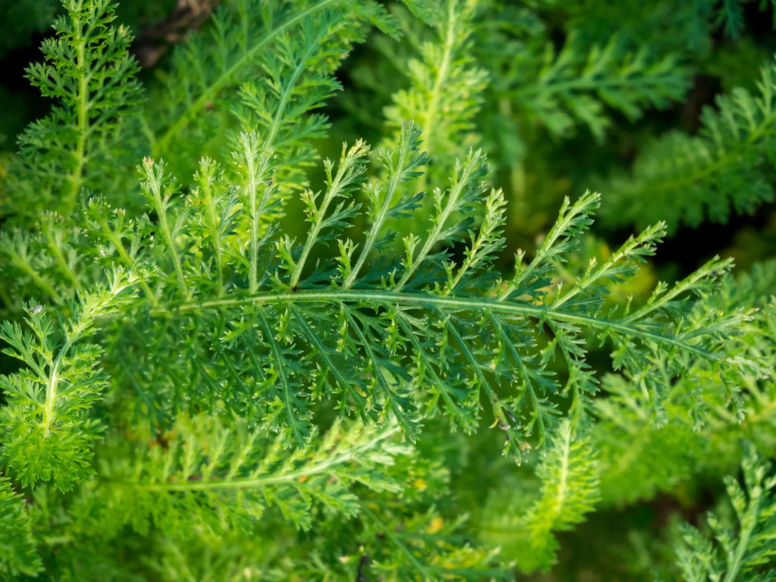 Cerise Queen Common Yarrow (Achillea Millefolium 'Cerise Queen') — performing well in USDA hardiness zones 3 through 9