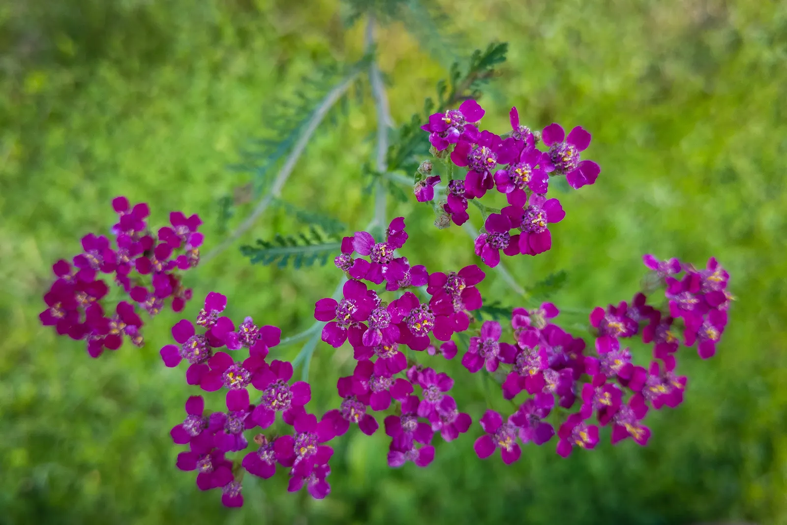 Cerise Queen Common Yarrow (Achillea Millefolium 'Cerise Queen') — renowned for its feathery