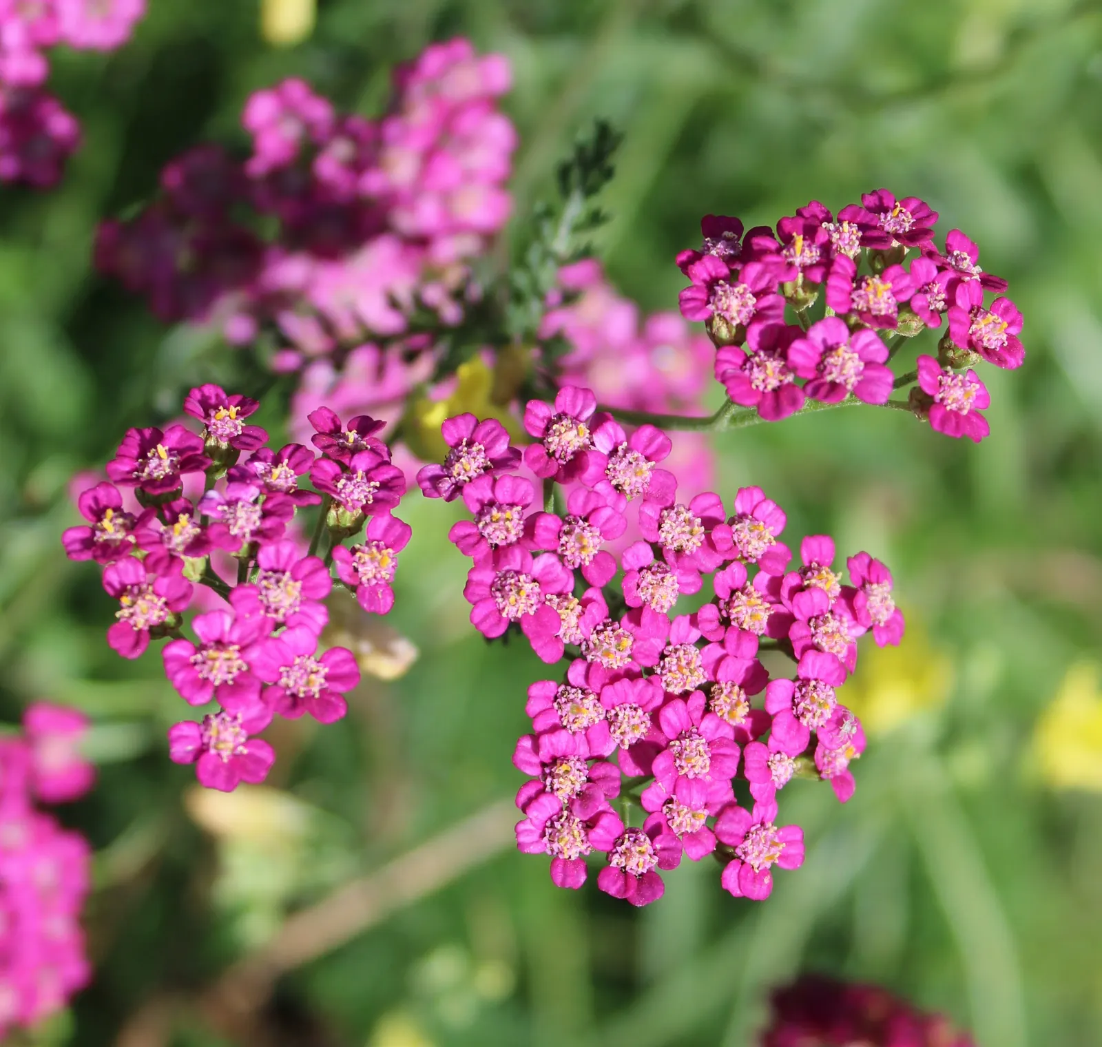 Cerise Queen Common Yarrow (Achillea Millefolium 'Cerise Queen') — Blooming from early to late summer