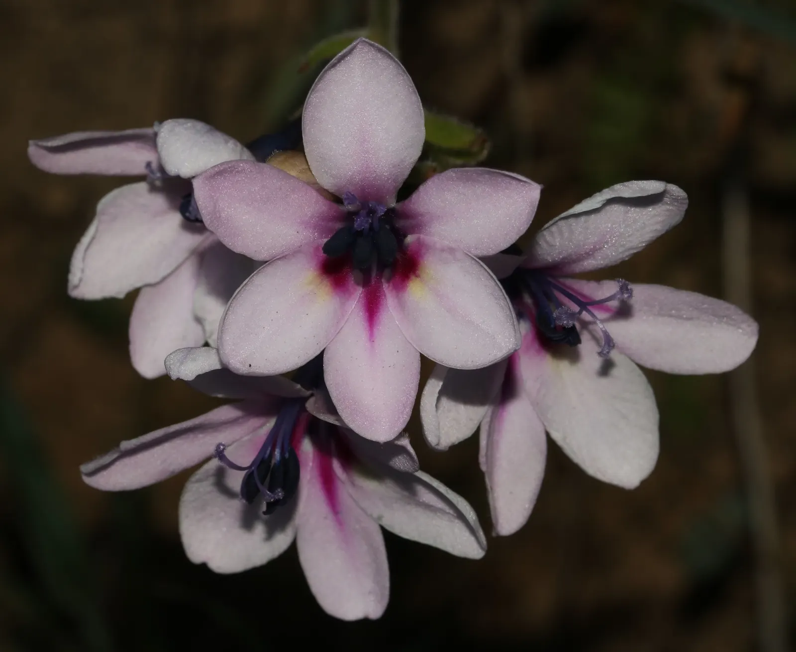Baboon Flower (Babiana Stricta) — commonly known as Baboon Flower; plant in groups for a dramatic display