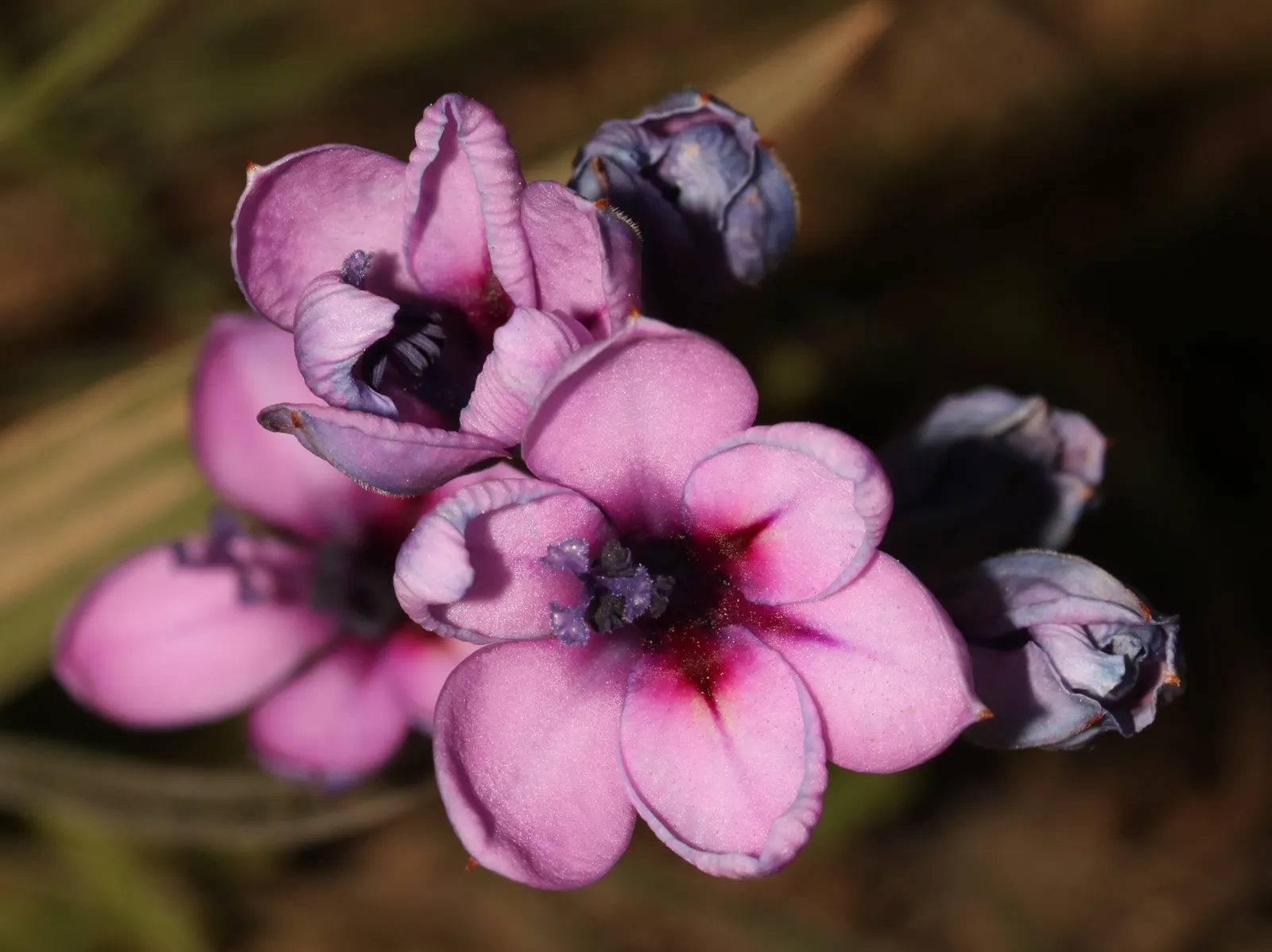 Baboon Flower (Babiana Stricta) — These spectacular blooms make their appearance in late winter to early spring
