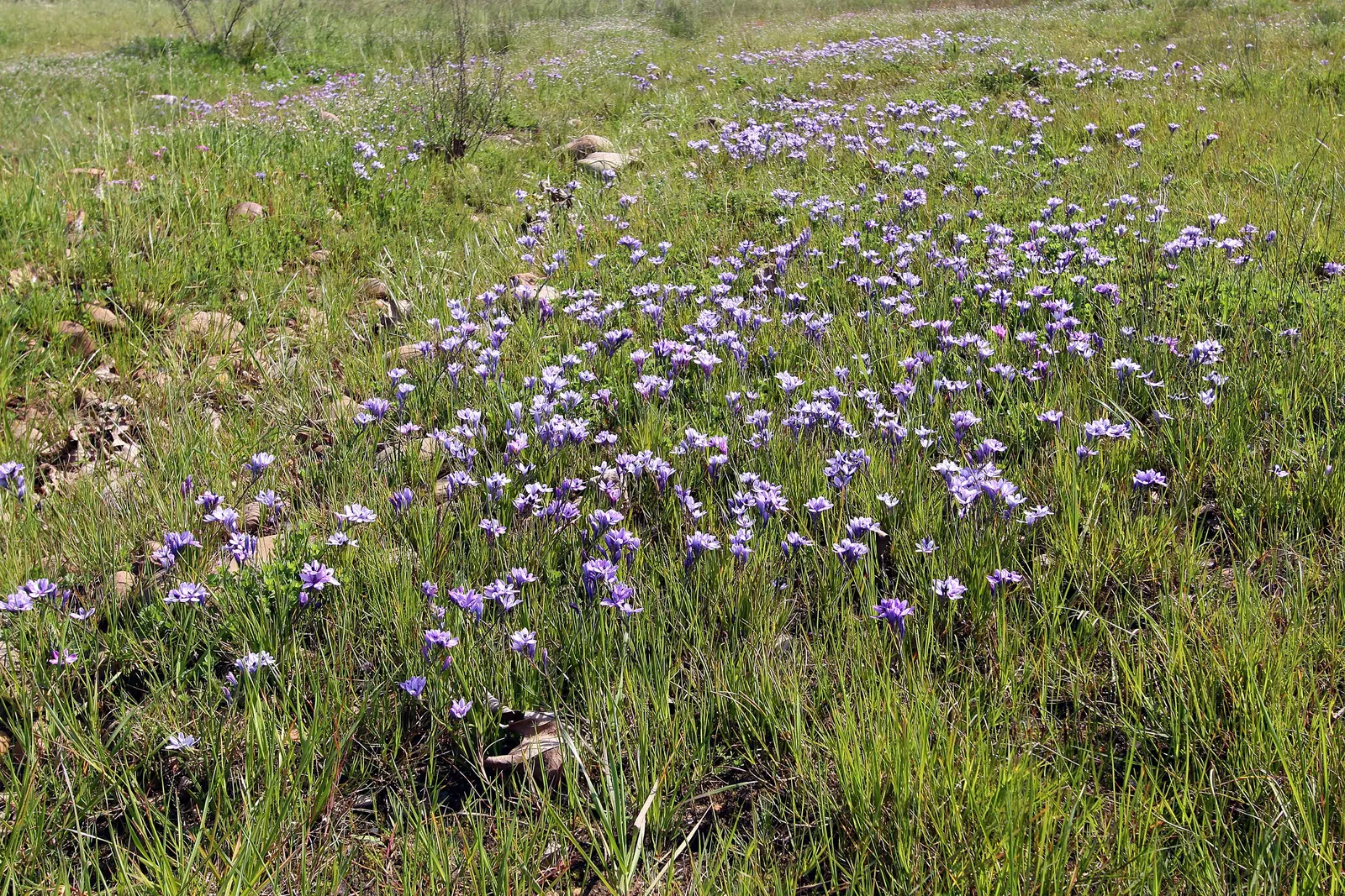 Baboon Flower (Babiana Stricta) — is a captivating South African bulbous perennial that offers a striking accent in any landscape design; its striking, often