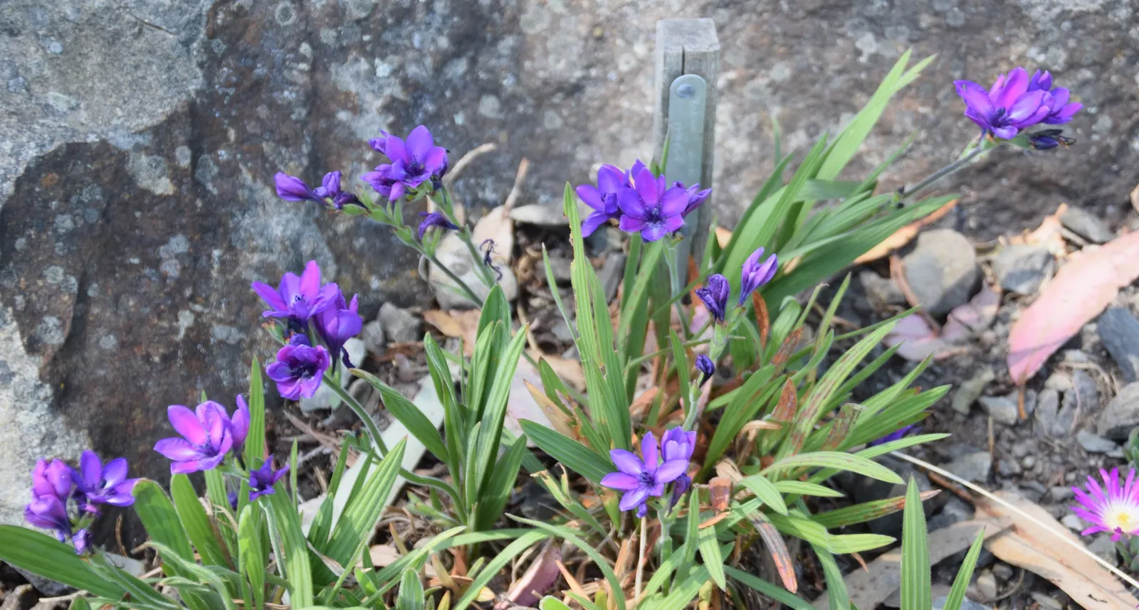 Baboon Flower (Babiana Stricta) — Blossoms typically exhibit a rich purple or blue shade with a contrasting yellow or white center