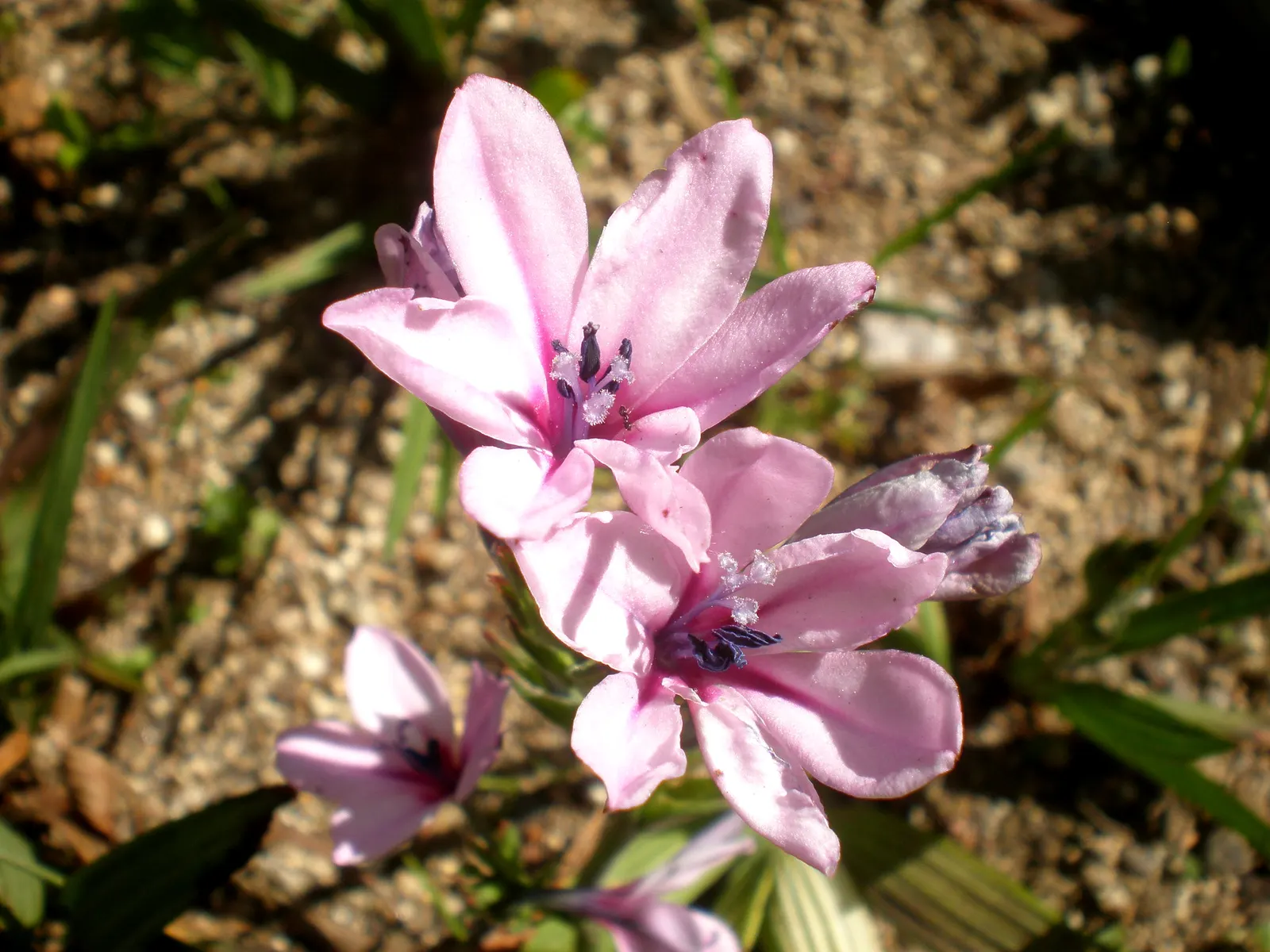 Baboon Flower (Babiana Stricta) — Hardy in USDA zones 8-10, it thrives in well-drained soil with full to partial sun
