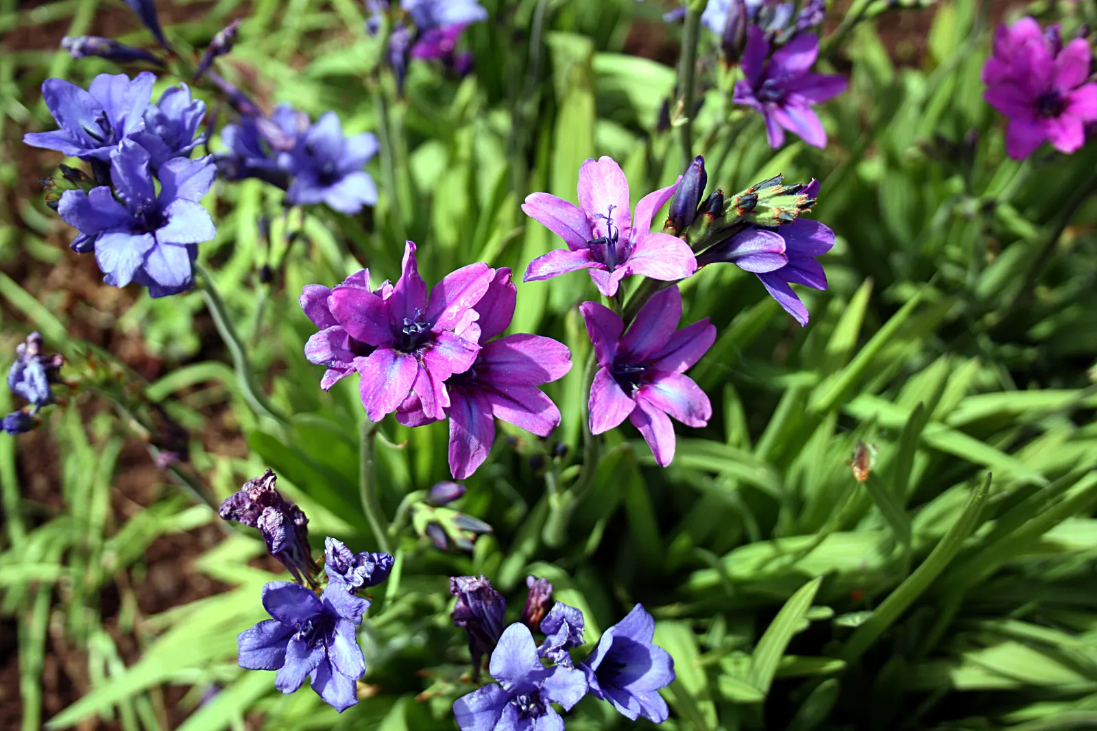 Baboon Flower (Babiana Stricta) — commonly referred to as the Baboon Flower